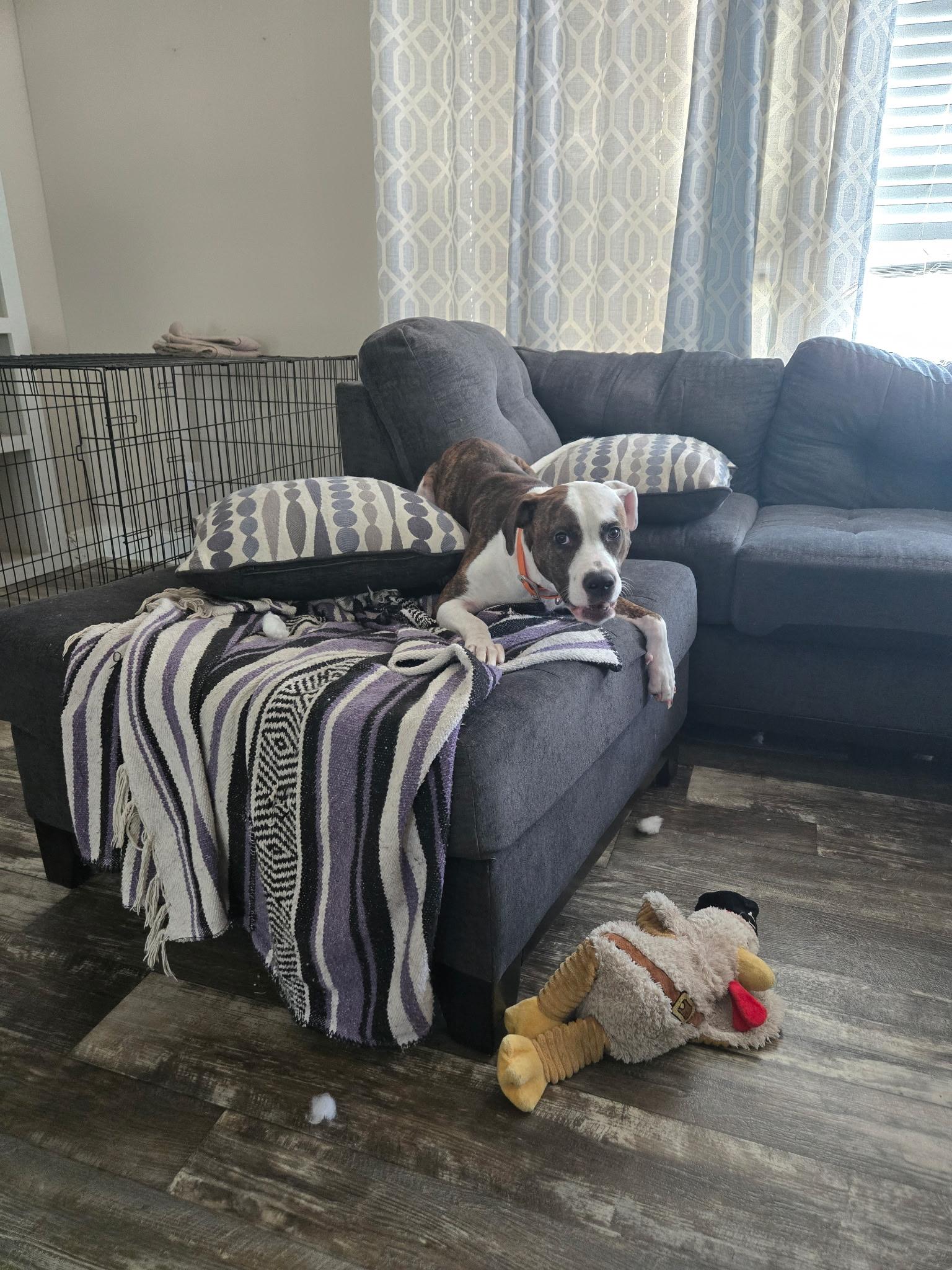 Peanut, Adoptable, Young Female Pit Bull Terrier.