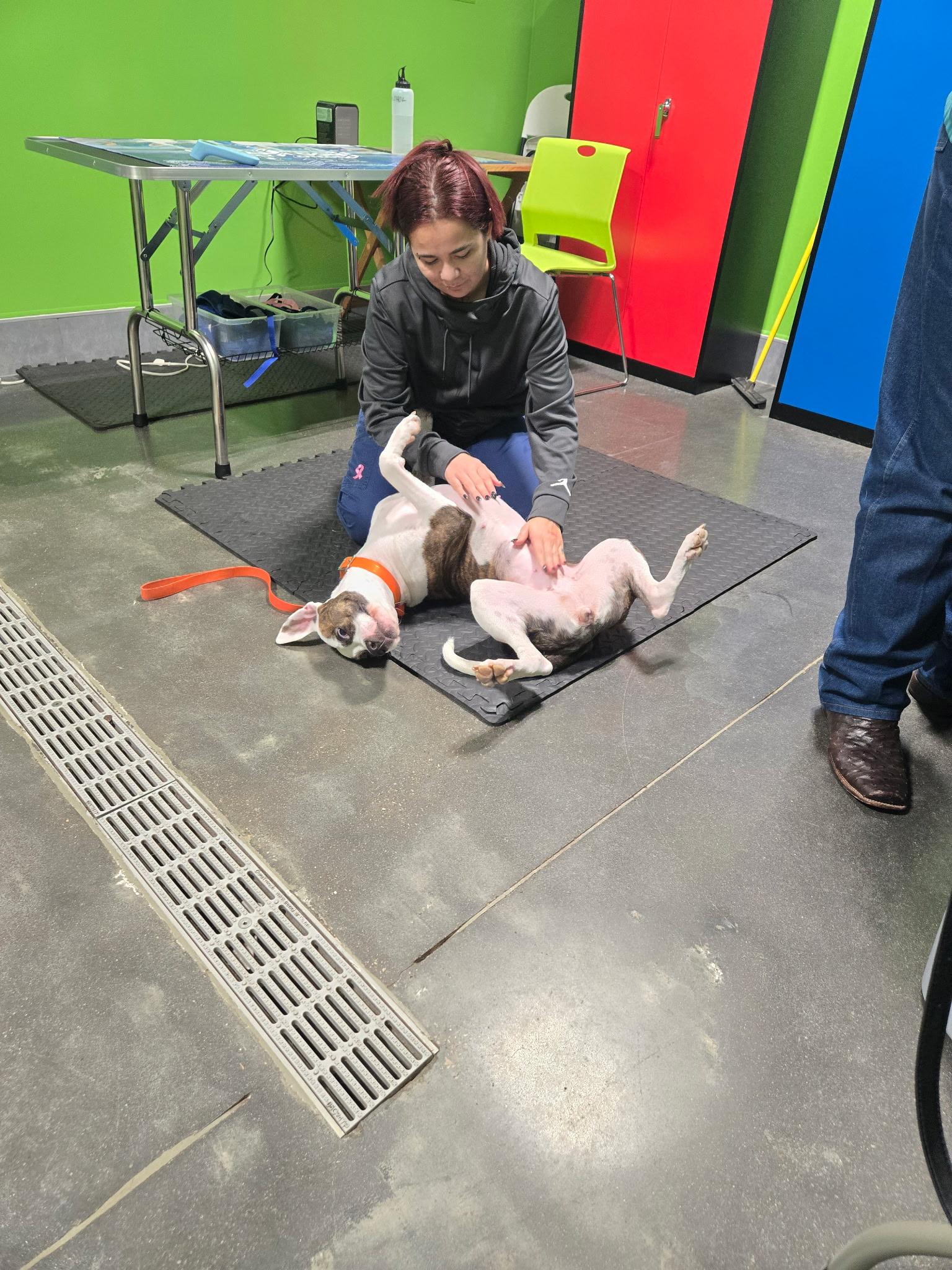 Enlarge Peanut, a Adoptable Pit Bull Terrier in Houston, TX image 2/6