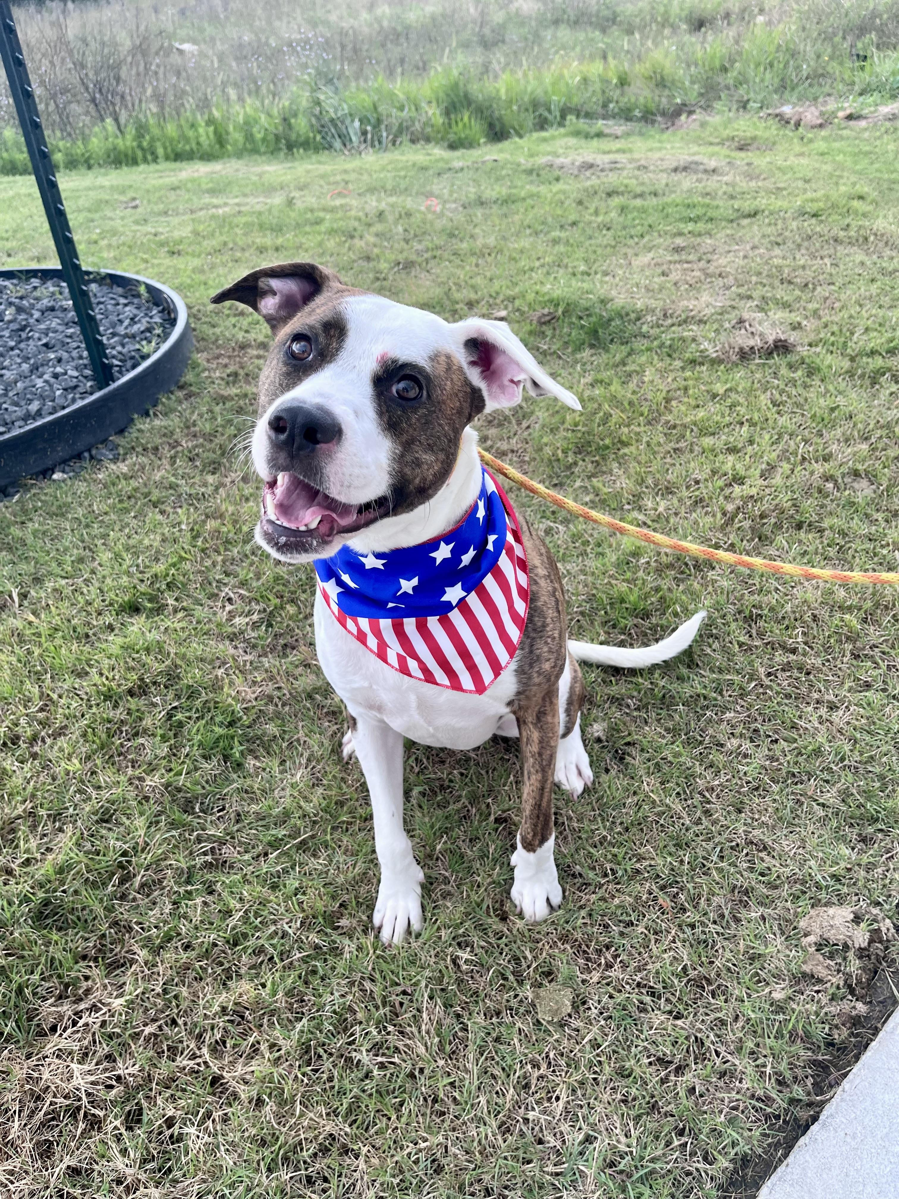 Enlarge Peanut, a Adoptable Pit Bull Terrier in Houston, TX image 3/6