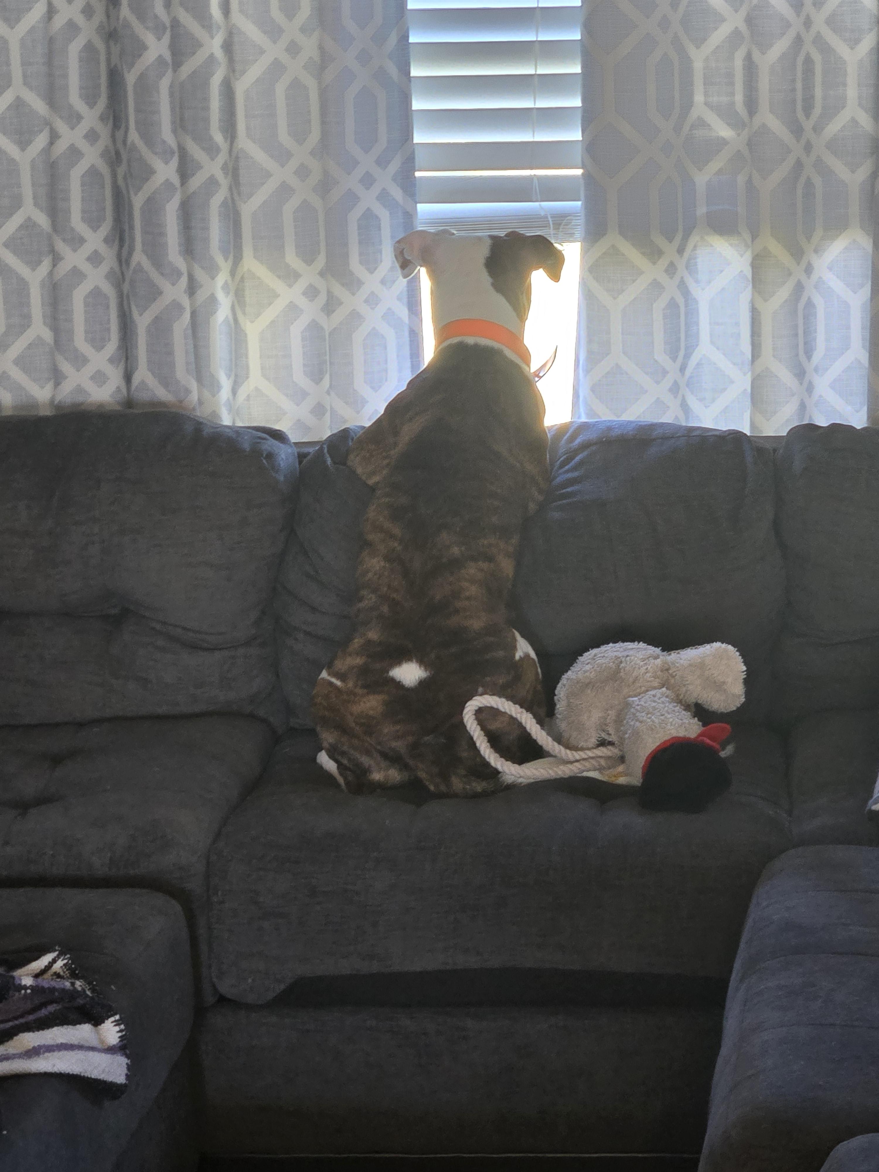 Peanut — thumbnail 3