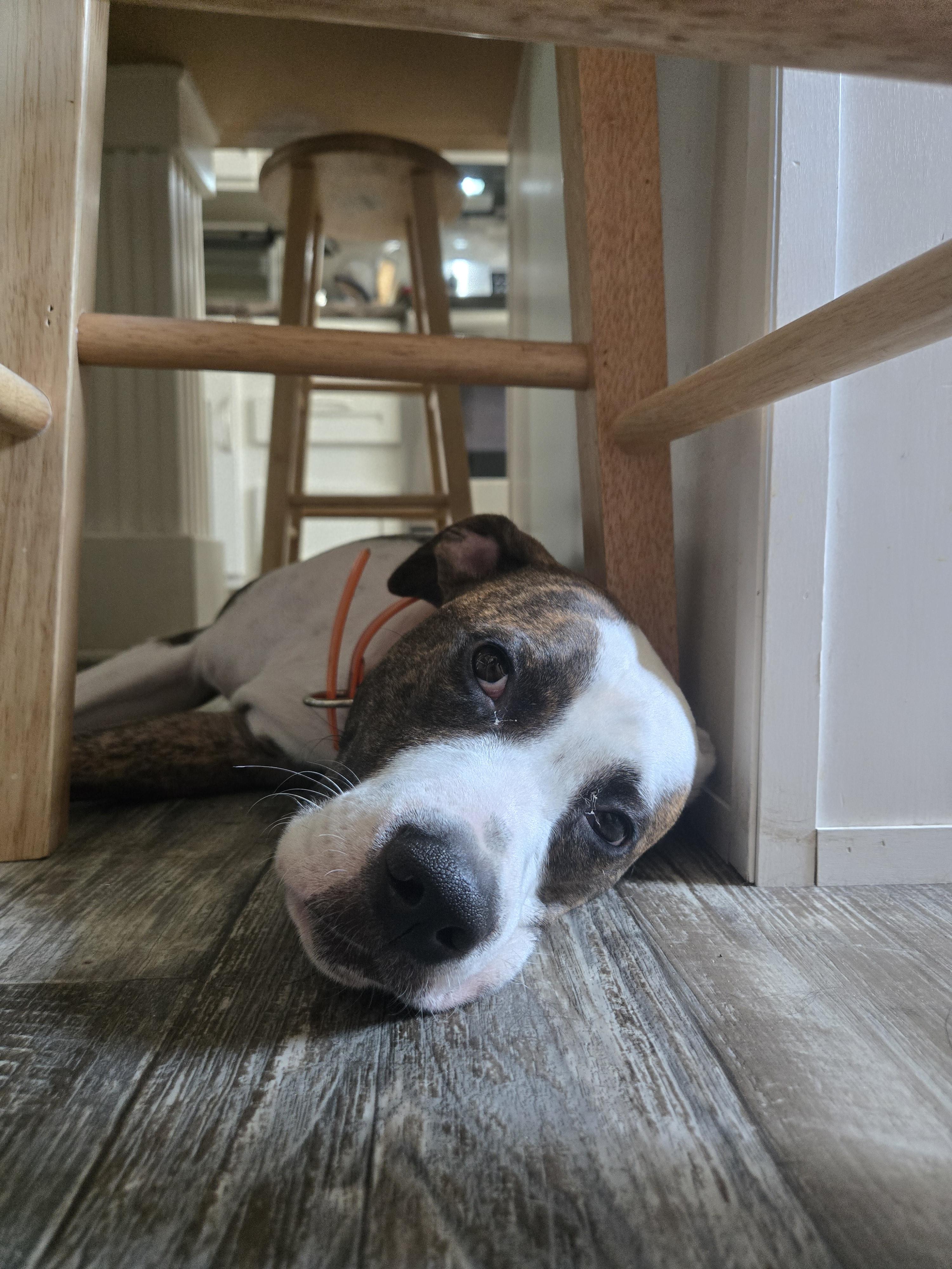 Enlarge Peanut, a Adoptable Pit Bull Terrier in Houston, TX image 4/6