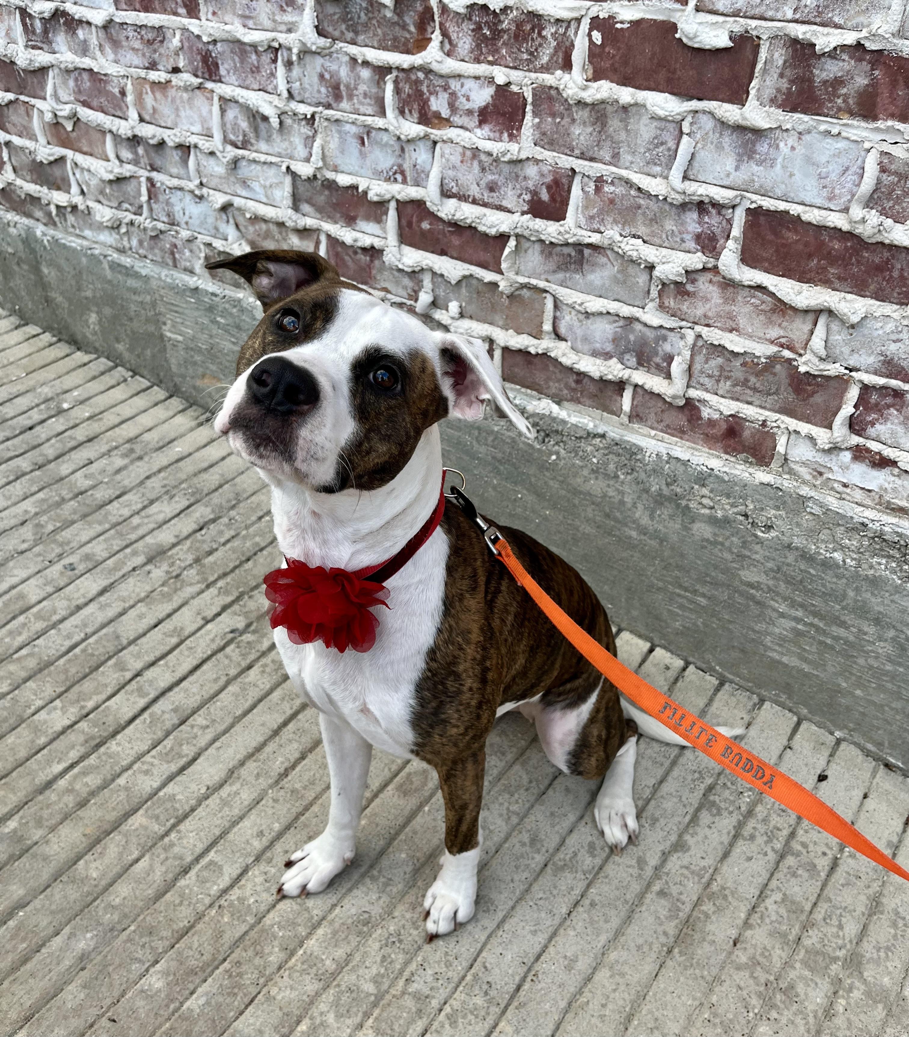 Enlarge Peanut, a Adoptable Pit Bull Terrier in Houston, TX image 5/6