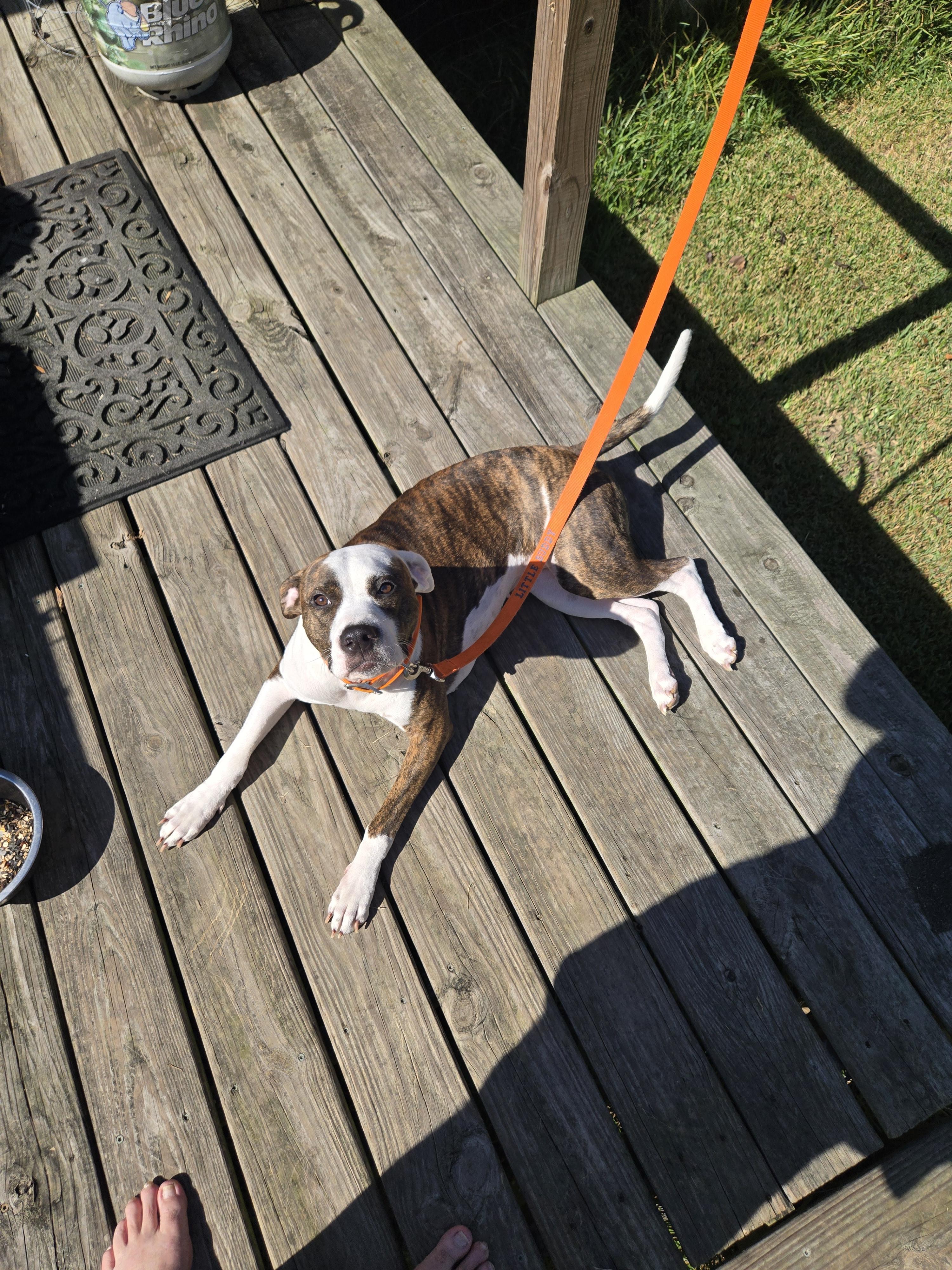 Enlarge Peanut, a Adoptable Pit Bull Terrier in Houston, TX image 6/6