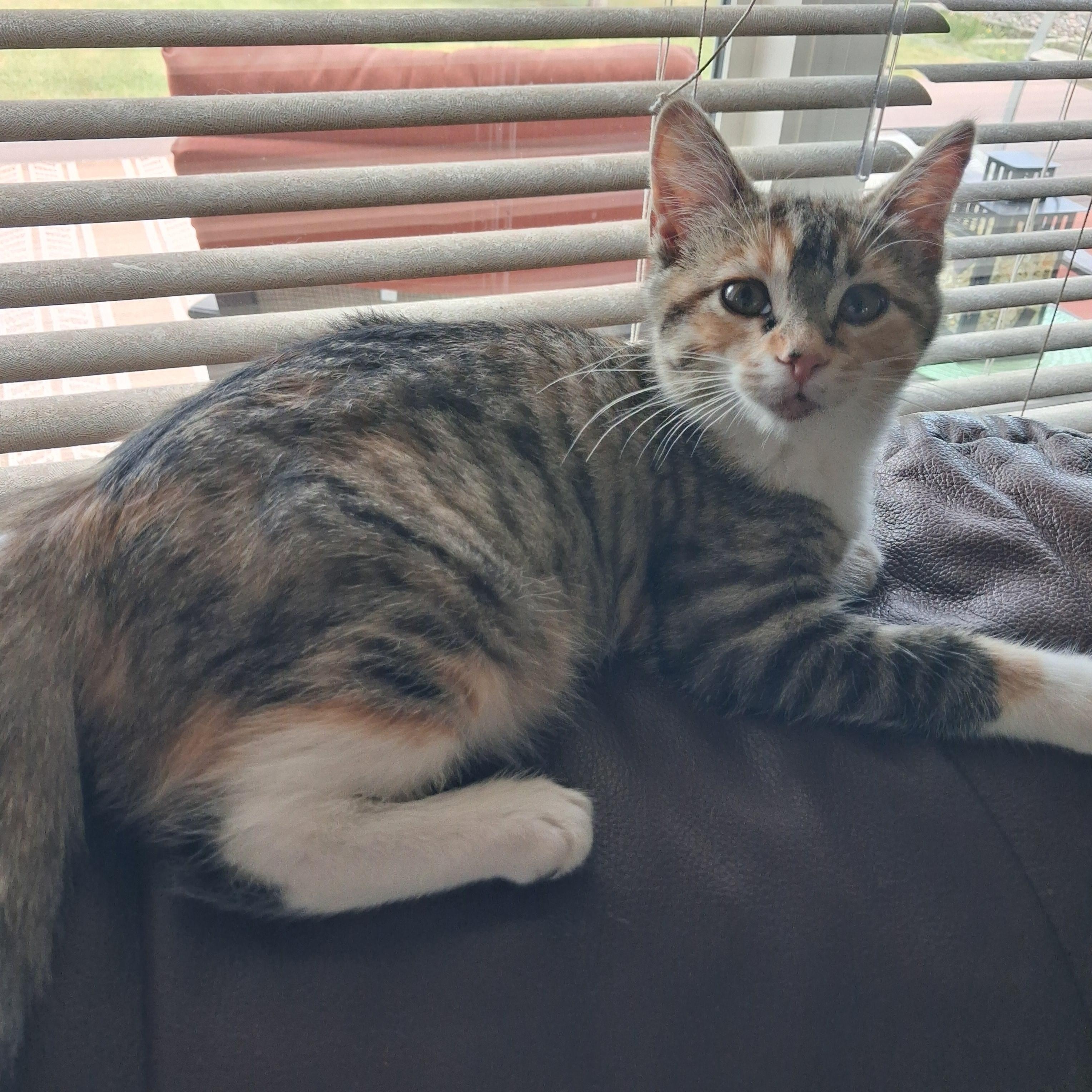 June, ADOPTABLE, Young Female Calico & Tabby.