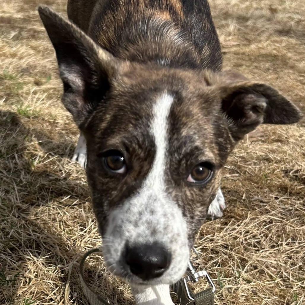 Enlarge Kade, a Adoptable Mixed Breed in Kennebunk, ME image 1/2