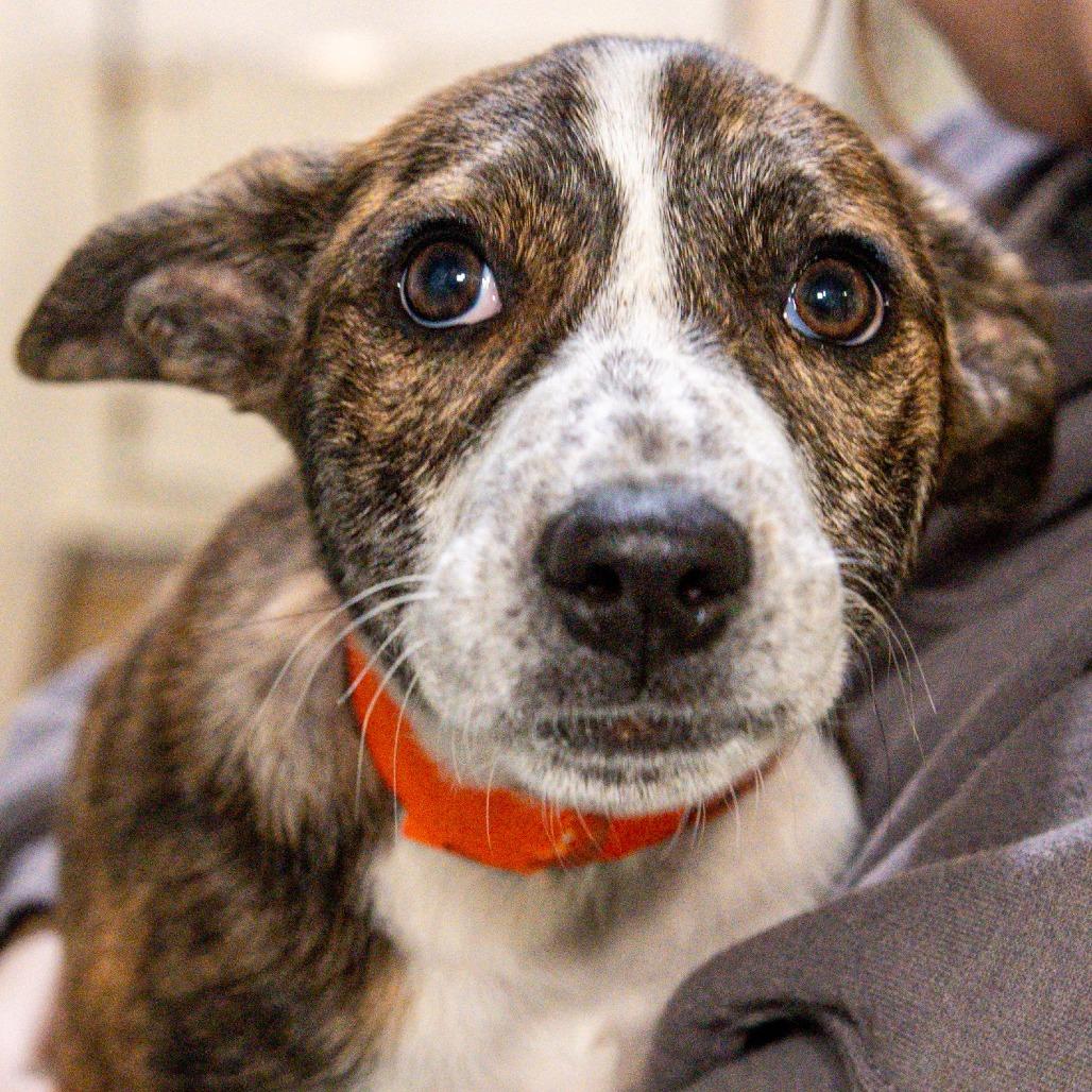 Enlarge Kade, a Adoptable Mixed Breed in Kennebunk, ME image 2/2