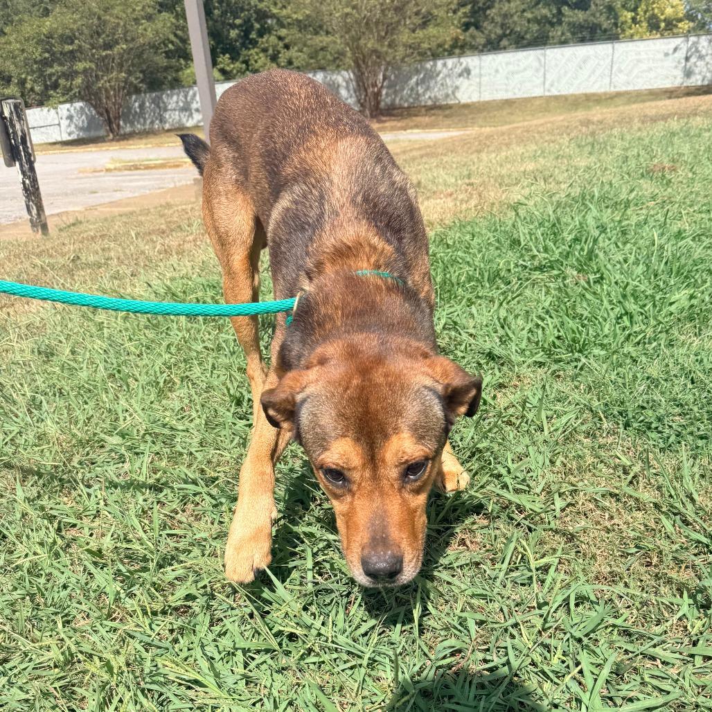 Enlarge Davey, a Adoptable Mixed Breed in Corinth, MS image 1/1