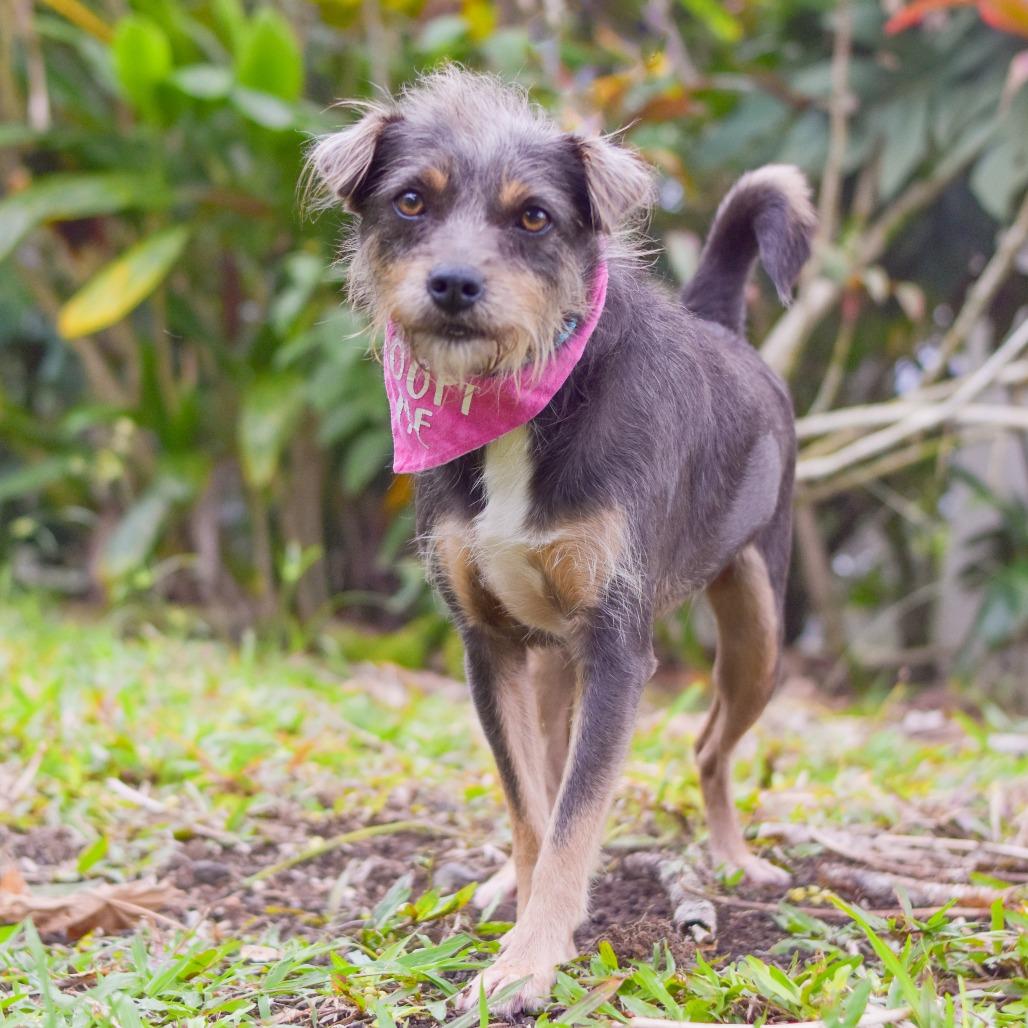 Mia, Adoptable, Adult Female Mixed Breed.