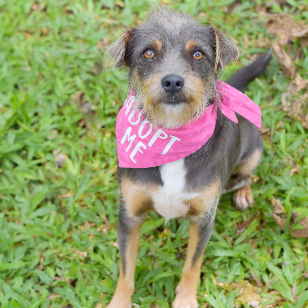 Mia, a Adoptable Mixed Breed in Kailua Kona, HI image 2/4