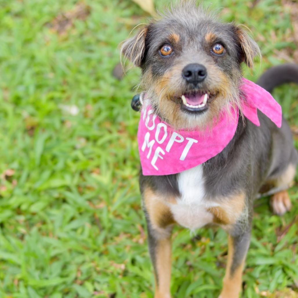 Mia, a Adoptable Mixed Breed in Kailua Kona, HI image 3/4