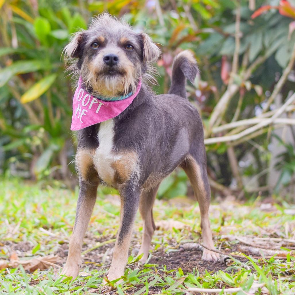 Mia, a Adoptable Mixed Breed in Kailua Kona, HI image 4/4