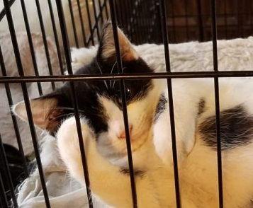 Enlarge Panda, a Adoptable mixed breed in Port Chester, NY image 1/6