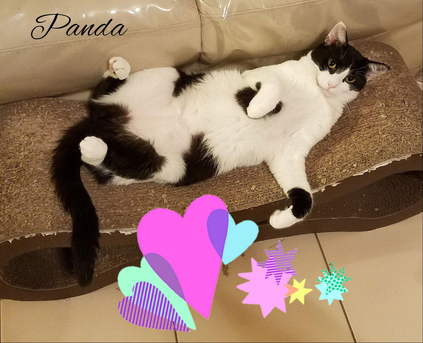 Enlarge Panda, a Adoptable mixed breed in Port Chester, NY image 2/6