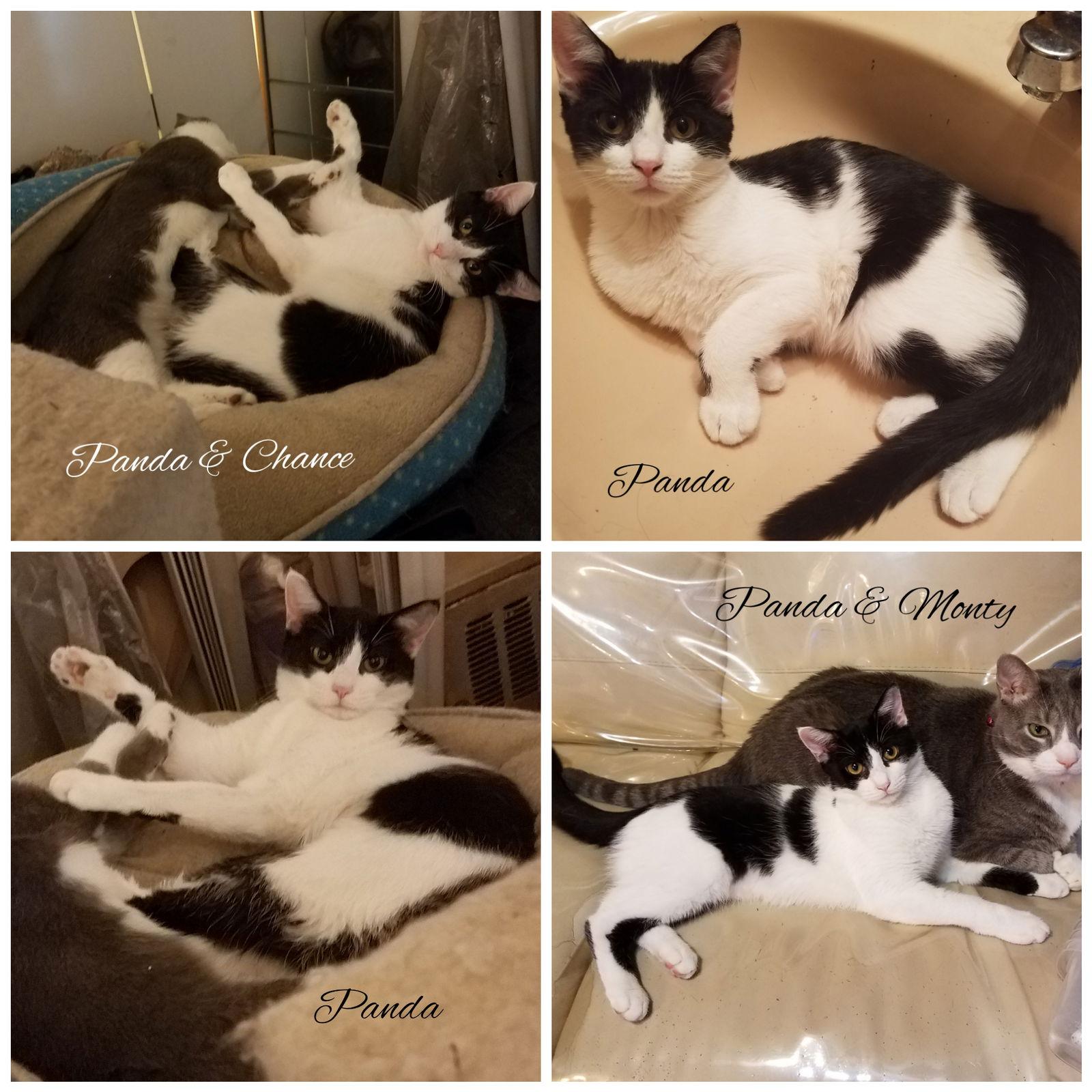 Enlarge Panda, a Adoptable mixed breed in Port Chester, NY image 3/6