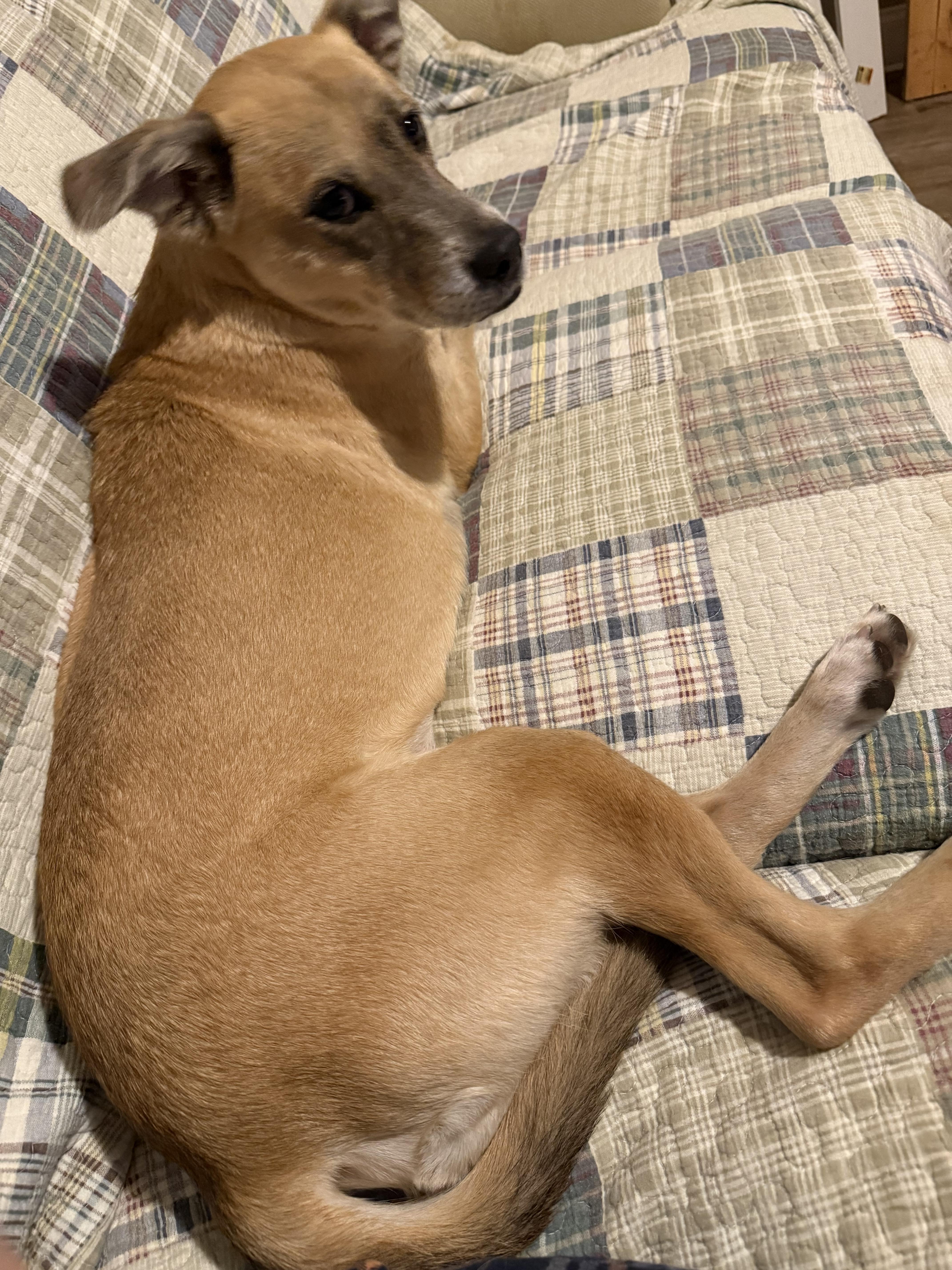 Sammi, a ADOPTABLE Mixed Breed in Eagleville, TN image 3/3