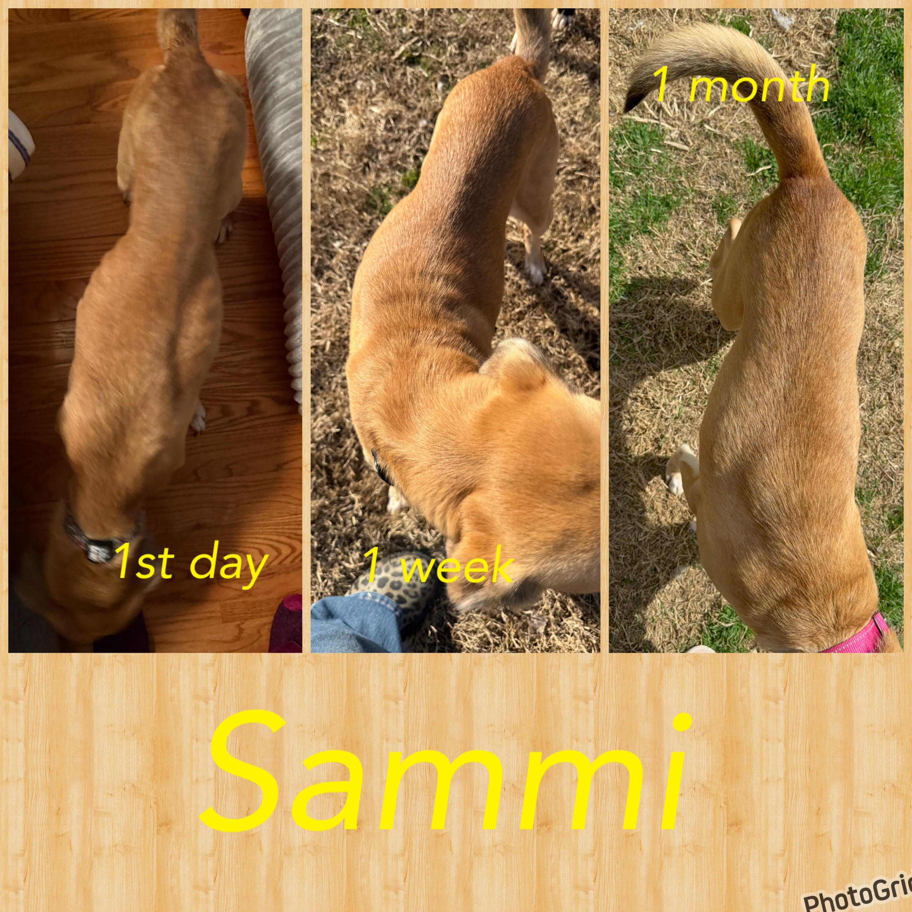 Sammi, a ADOPTABLE Mixed Breed in Eagleville, TN image 2/3