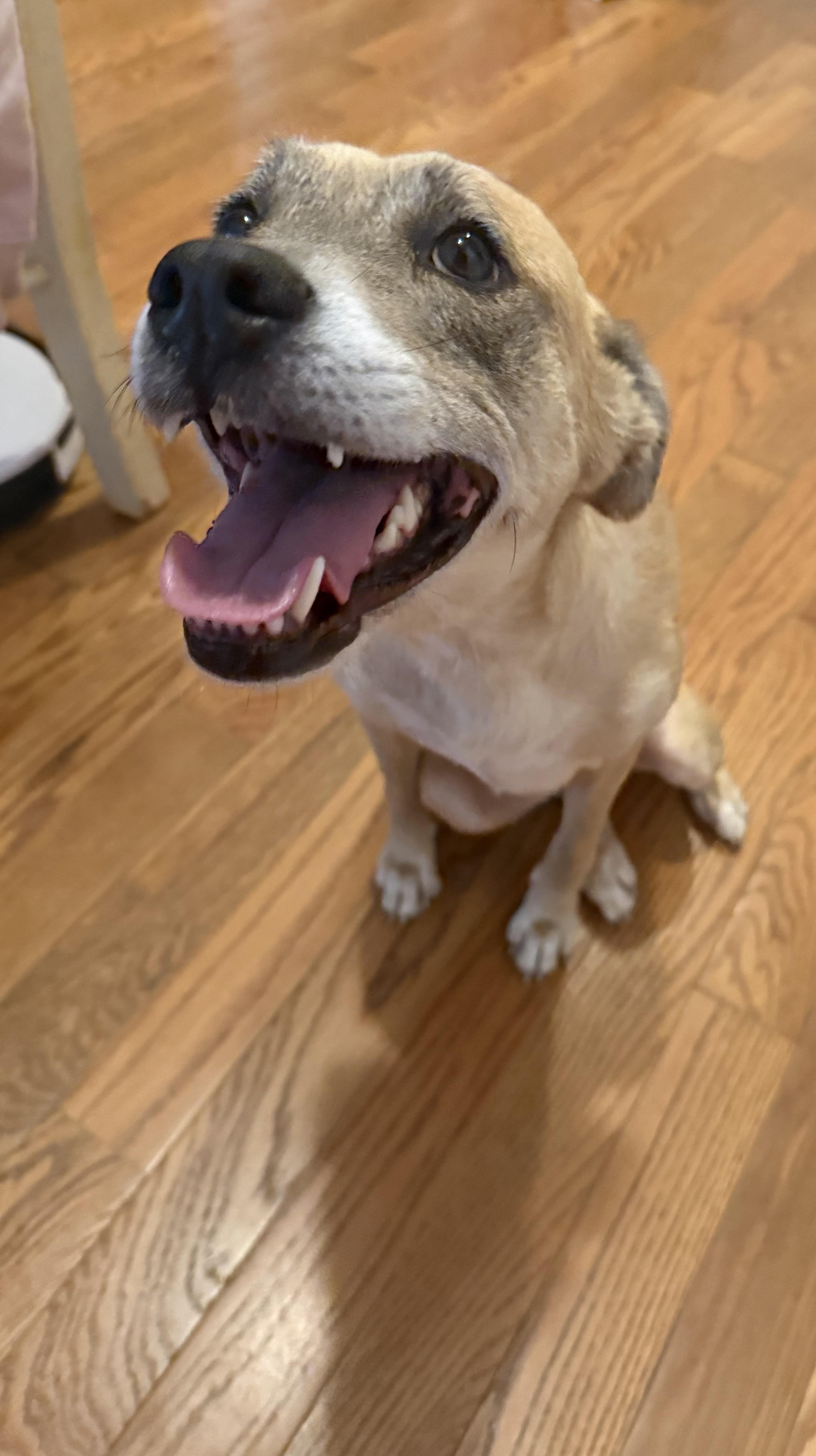Sammi, ADOPTABLE, Adult Female Mixed Breed.