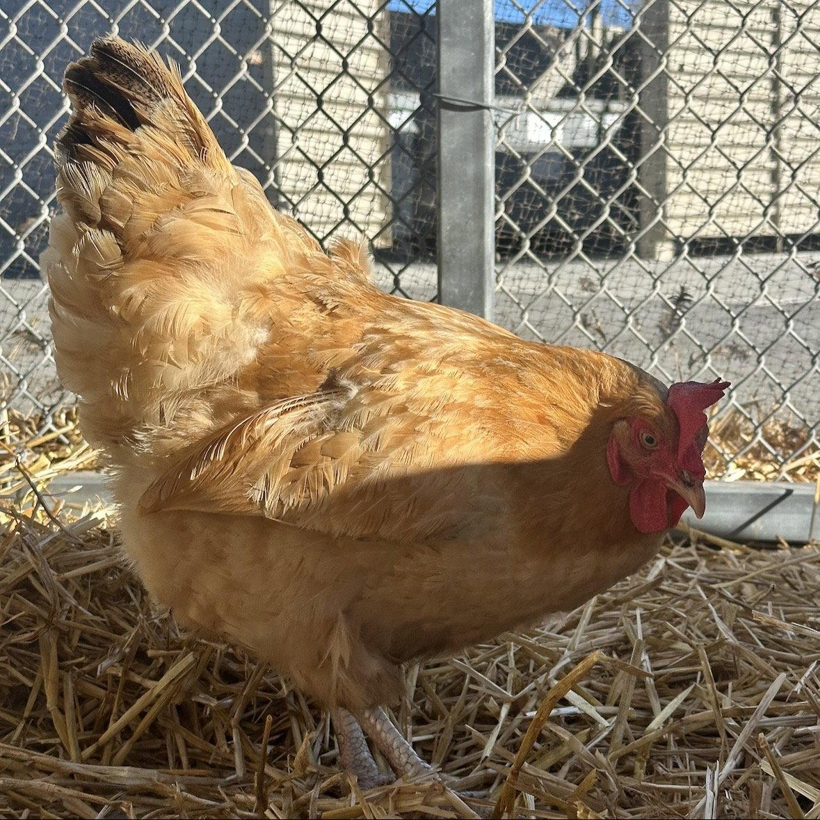 Enlarge Eleanor (lays eggs!), a Adopted Chicken in Burlingame, CA image 1/2
