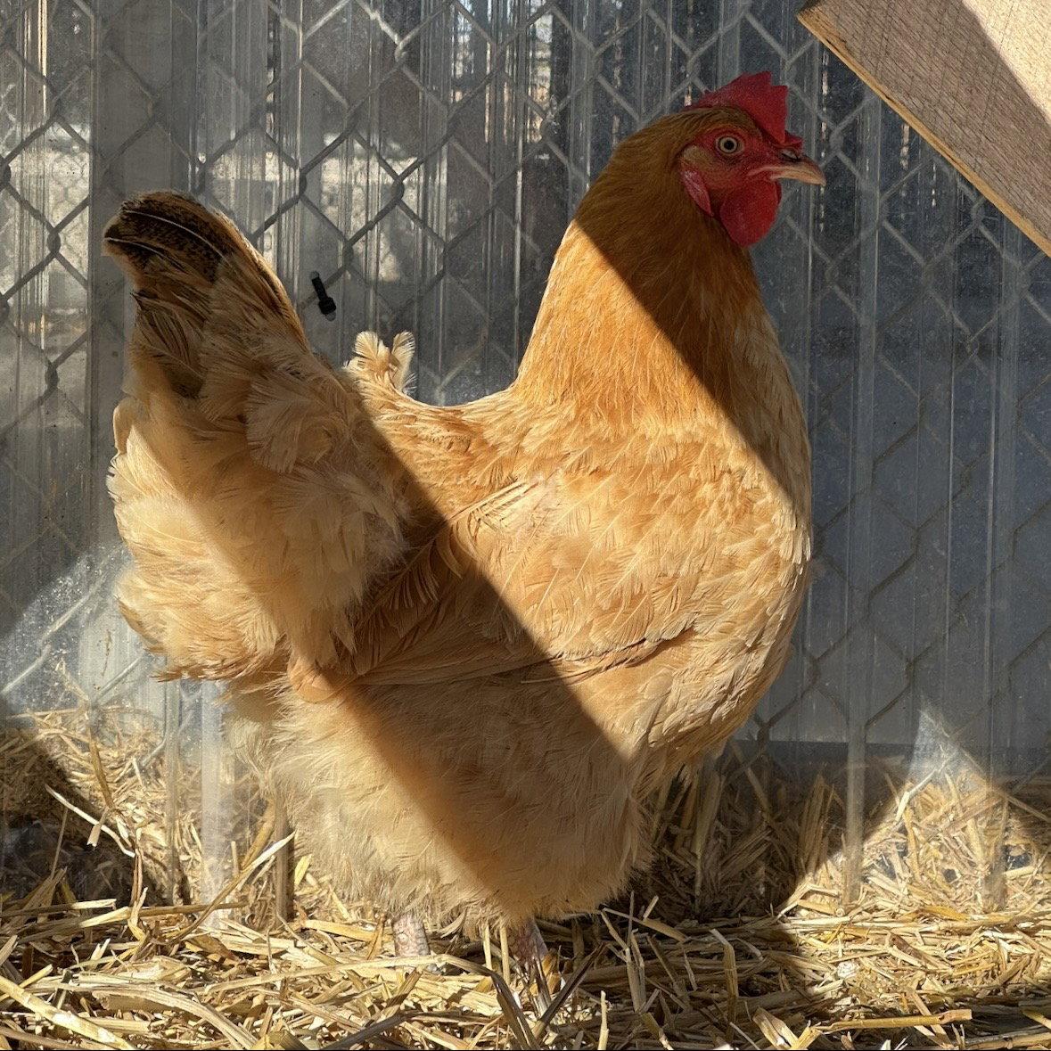 Enlarge Eleanor (lays eggs!), a Adopted Chicken in Burlingame, CA image 2/2