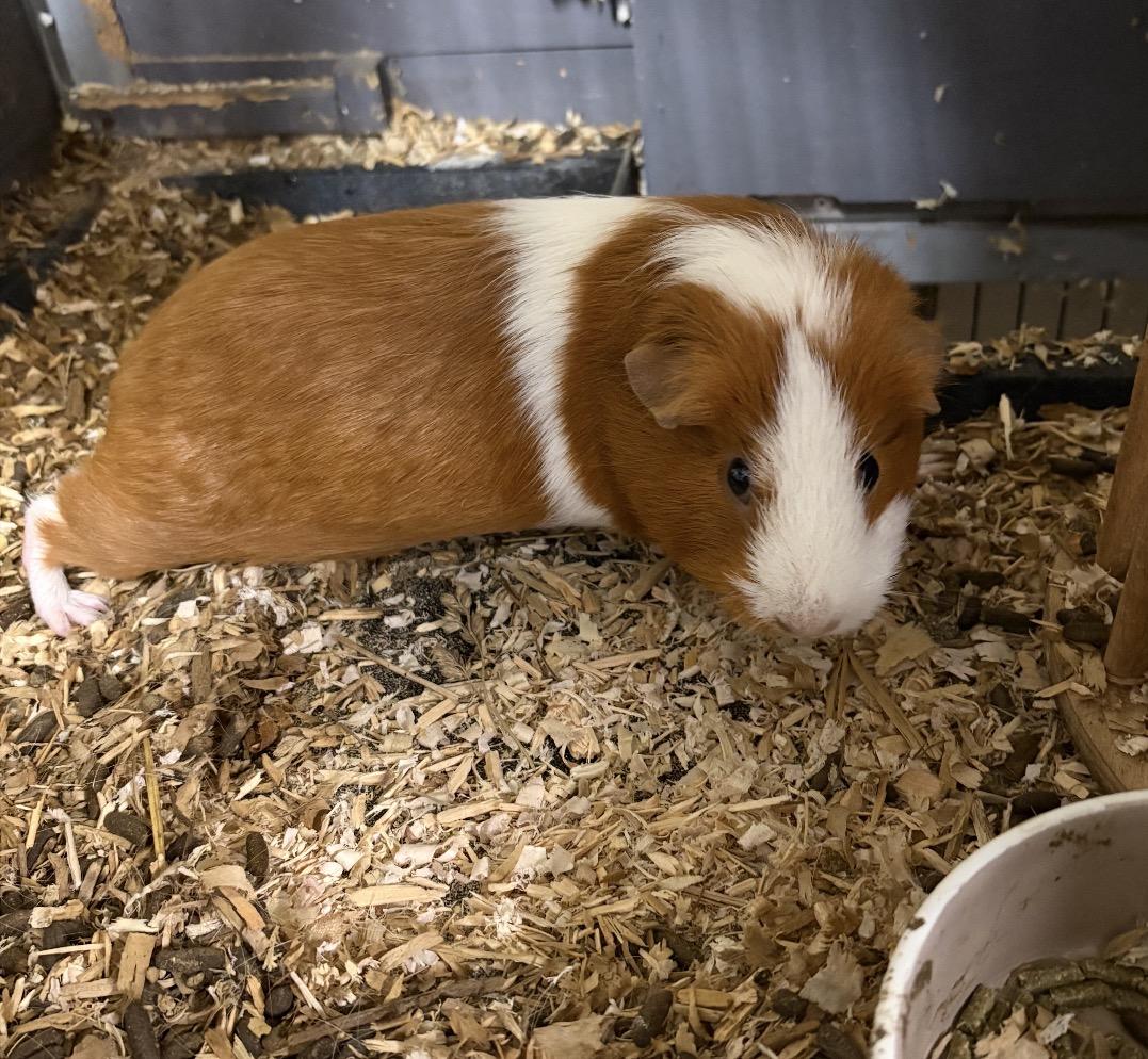 Enlarge Petra, a Adoptable Guinea Pig in Maineville, OH image 1/1