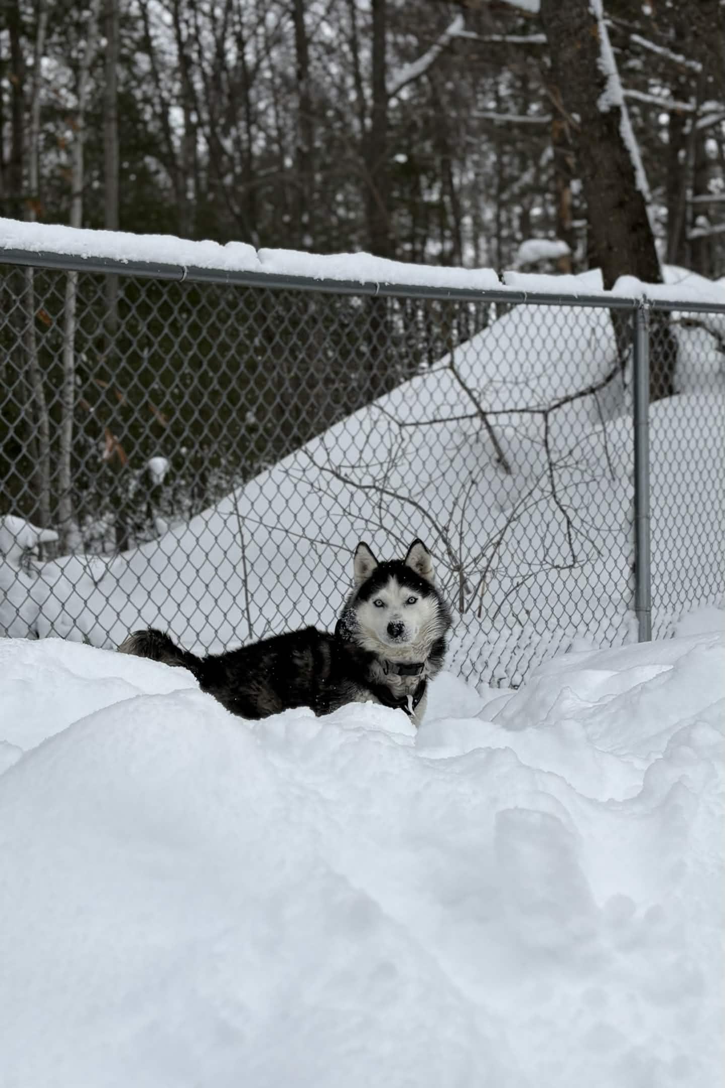 Enlarge Elliot, a ADOPTABLE Siberian Husky in Houghton, MI image 2/4