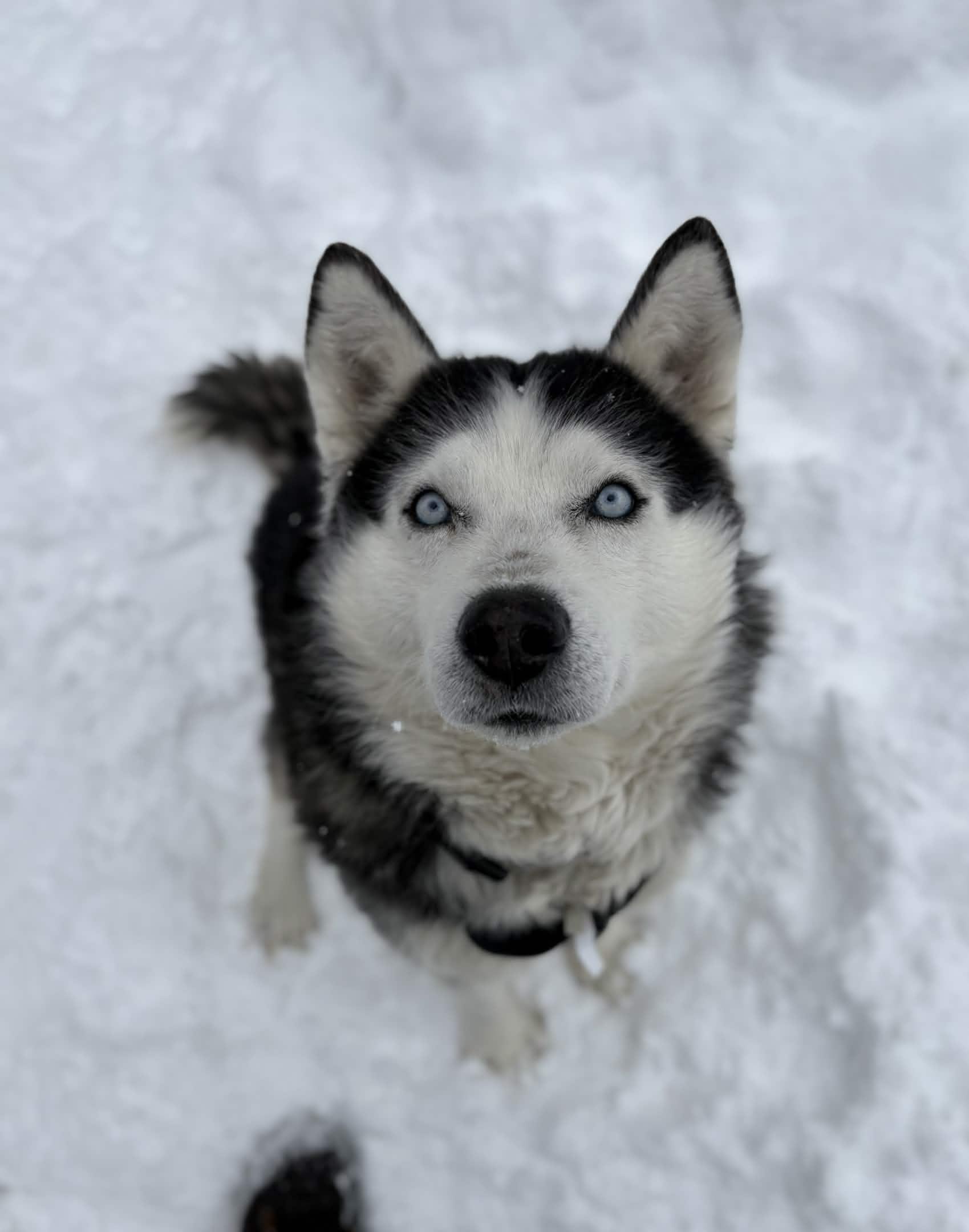 Enlarge Elliot, a ADOPTABLE Siberian Husky in Houghton, MI image 4/4