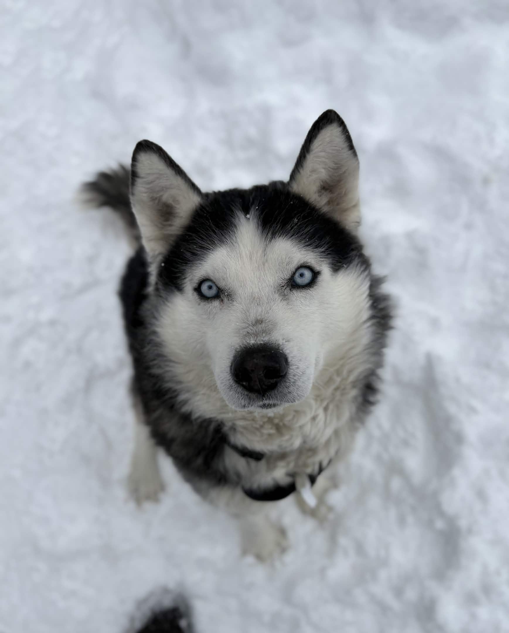 Enlarge Elliot, a ADOPTABLE Siberian Husky in Houghton, MI image 3/4