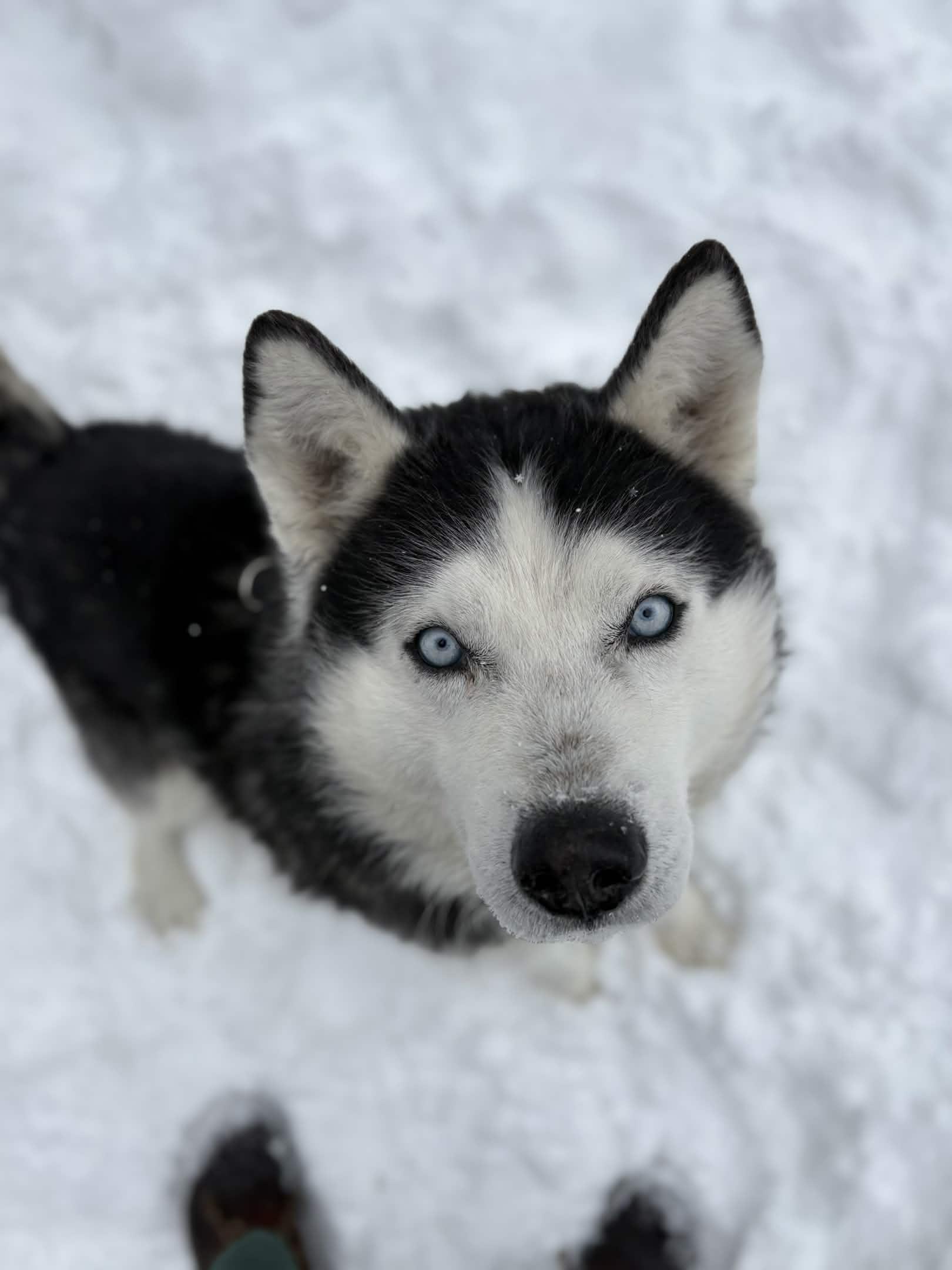 Elliot, ADOPTABLE, Adult Male Siberian Husky.