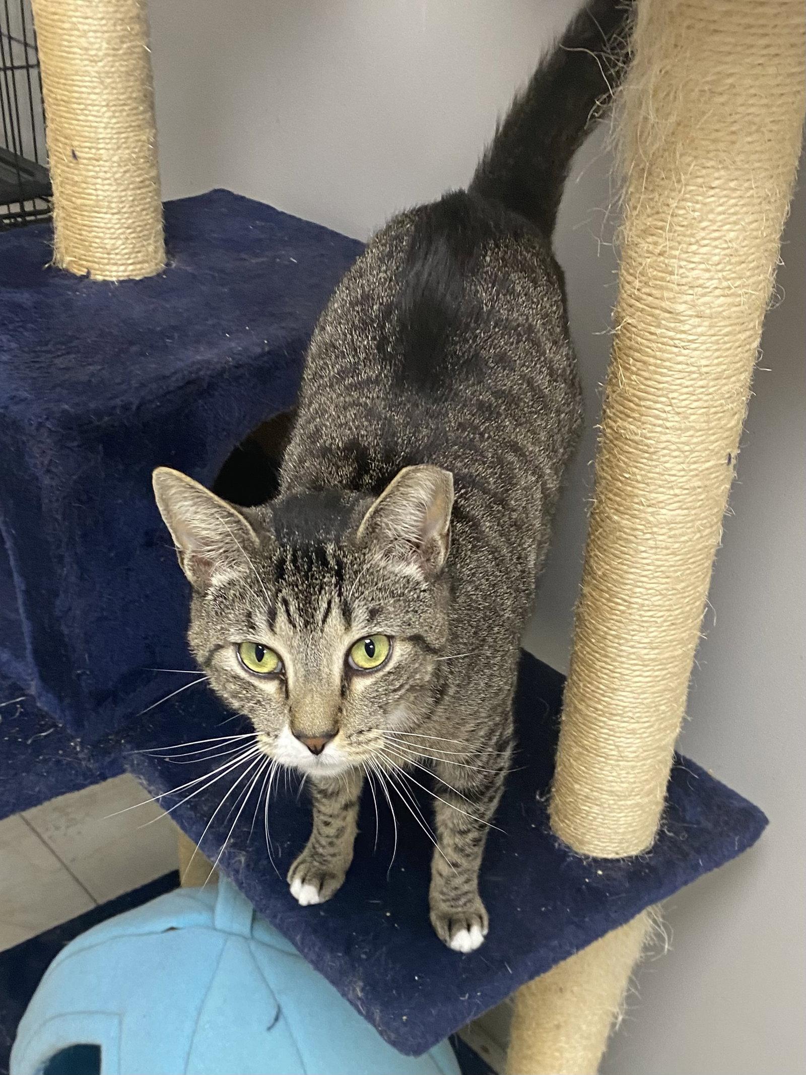 Bagley, a Adoptable Domestic Short Hair in Satellite Beach, FL image 1/3