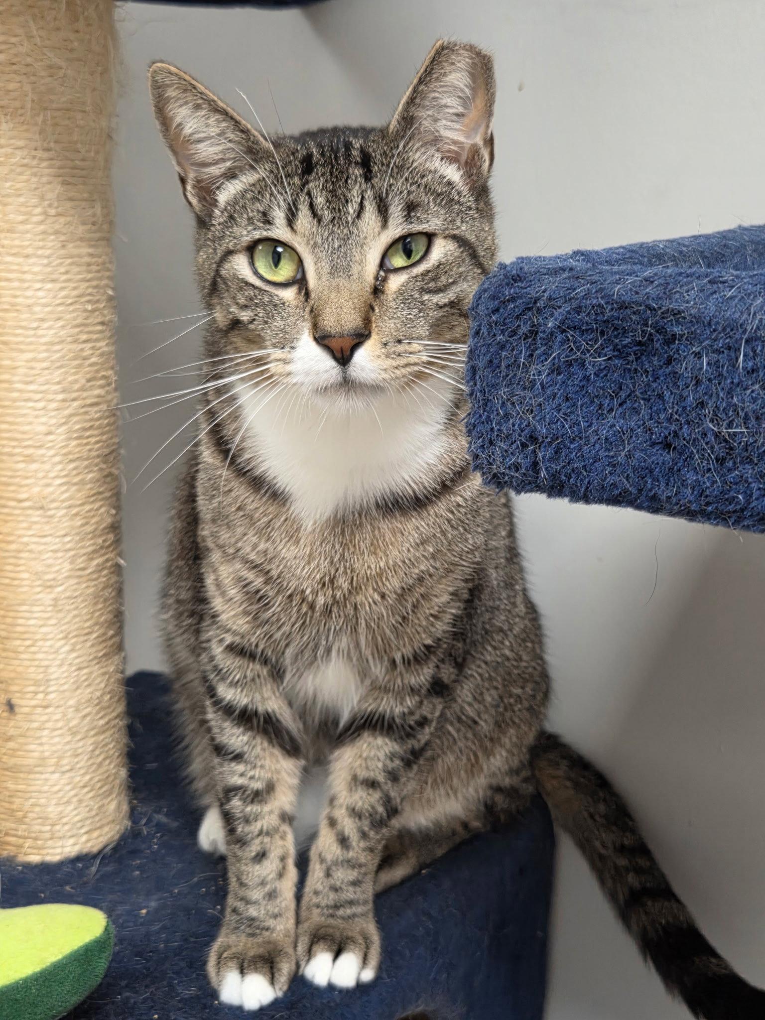 Bagley, a Adoptable Domestic Short Hair in Satellite Beach, FL image 2/3