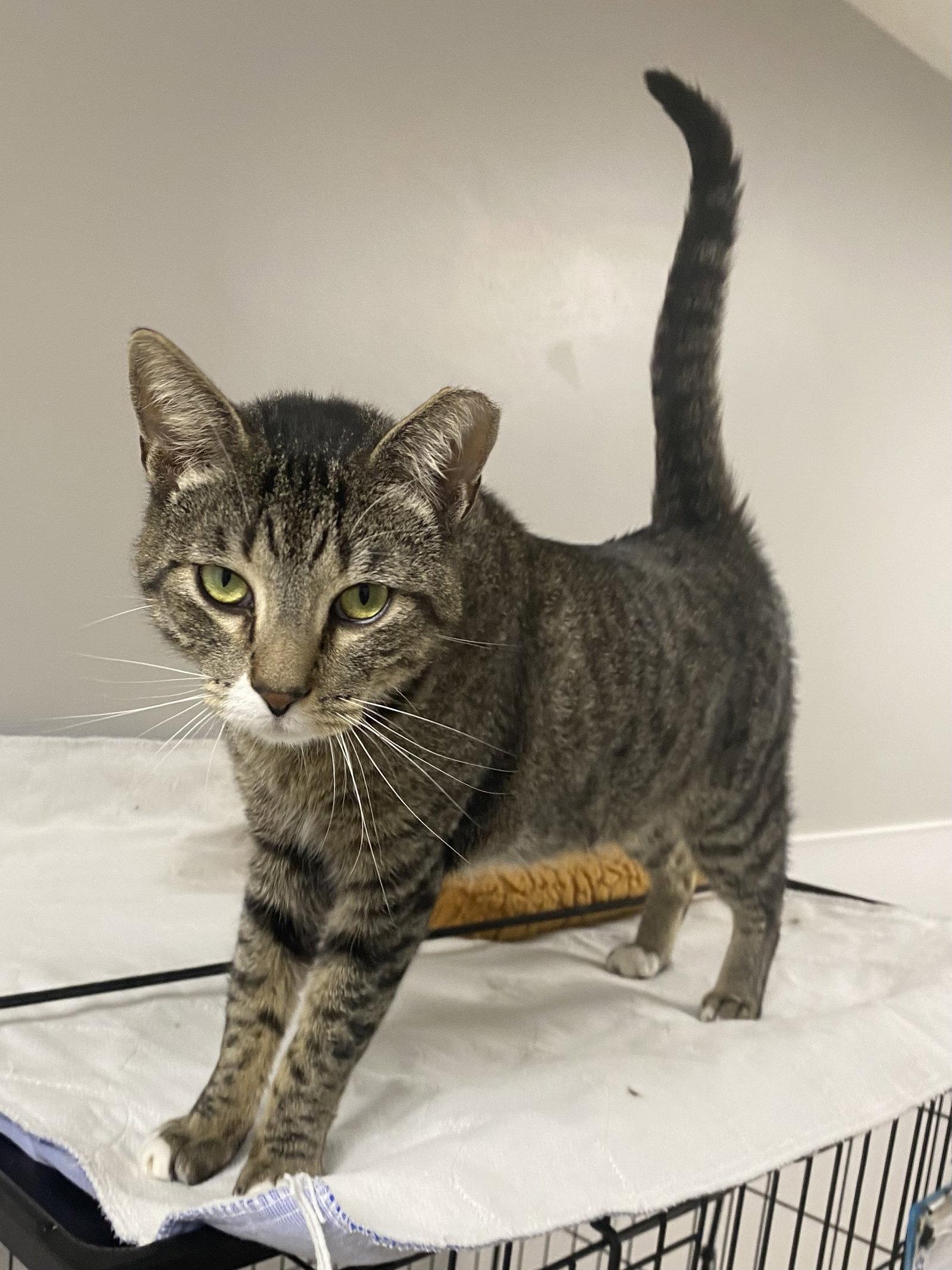 Bagley, a Adoptable Domestic Short Hair in Satellite Beach, FL image 3/3