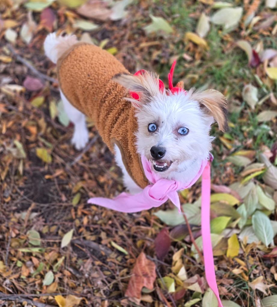 Shirley, a Adoptable mixed breed in Decatur, IN image 2/4