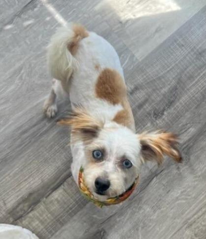 Shirley, a Adoptable mixed breed in Decatur, IN image 3/4