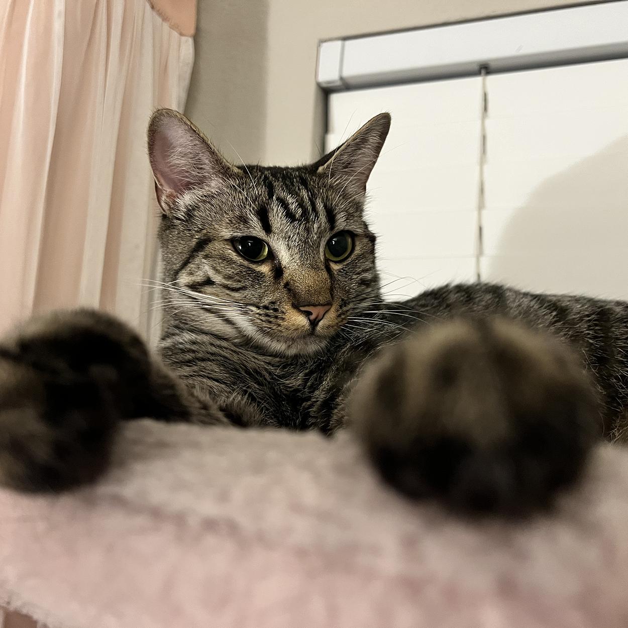 Enlarge Muffin, a Adoptable Tabby in Oakley, CA image 1/2