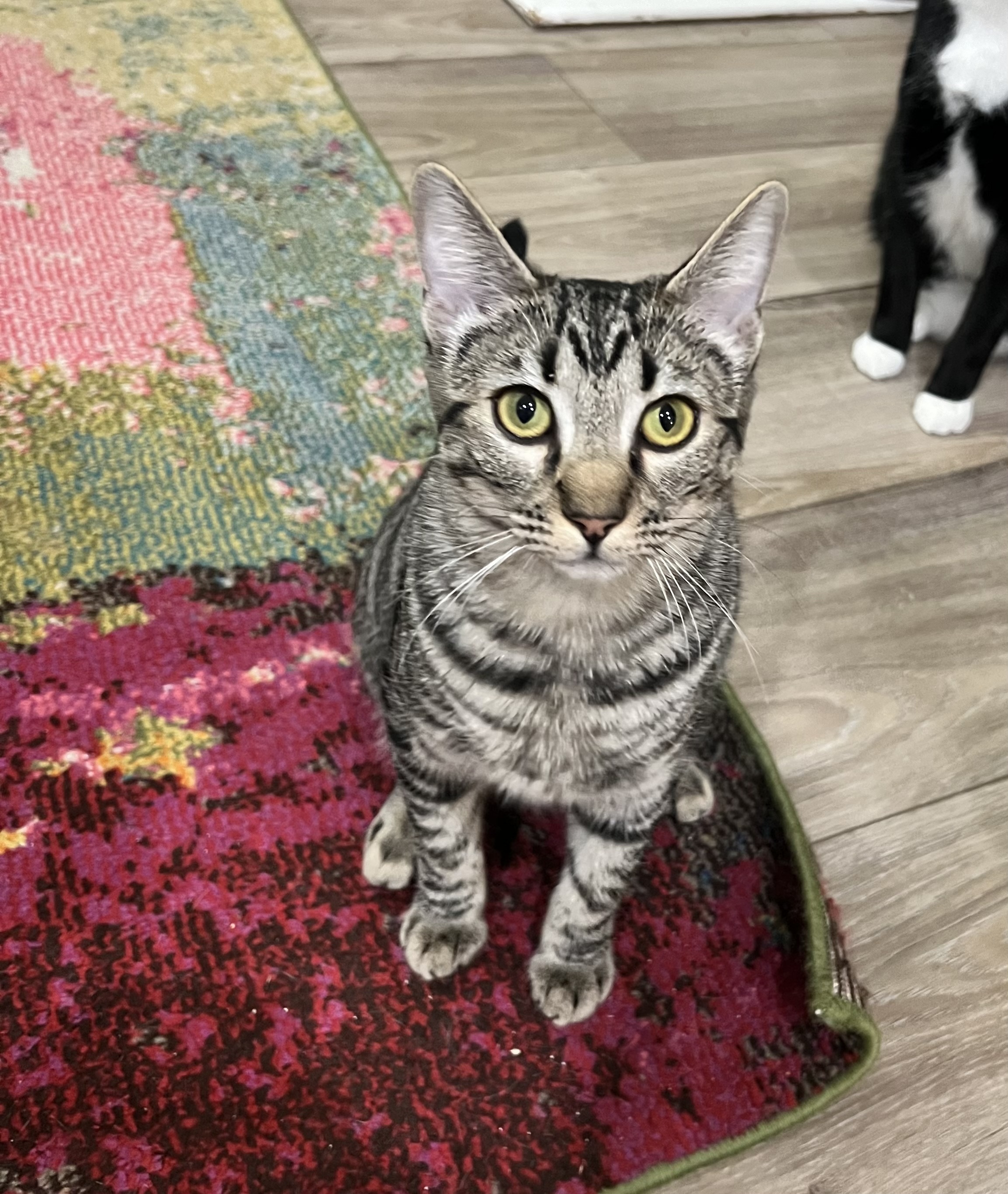 Enlarge Muffin, a Adoptable Tabby in Oakley, CA image 2/2