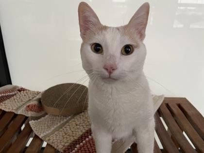 Kitty, Adoptable, Adult Female Domestic Short Hair & Domestic Short Hair.