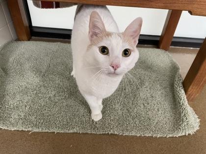 Kitty, a Adoptable mixed breed in Fort Worth, TX image 2/3