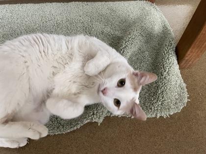 Kitty, a Adoptable mixed breed in Fort Worth, TX image 3/3