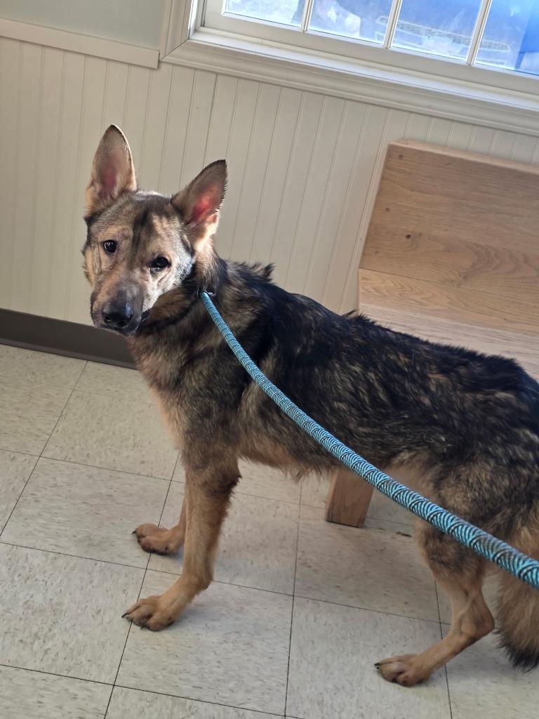 Enlarge BOSS DOG, a Adoptable German Shepherd Dog in Fremont, OH image 1/1