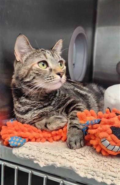 Enlarge MISS JELLYBEAN CHAOS, a Adoptable Domestic Short Hair in Fort Walton Beach, FL image 1/1