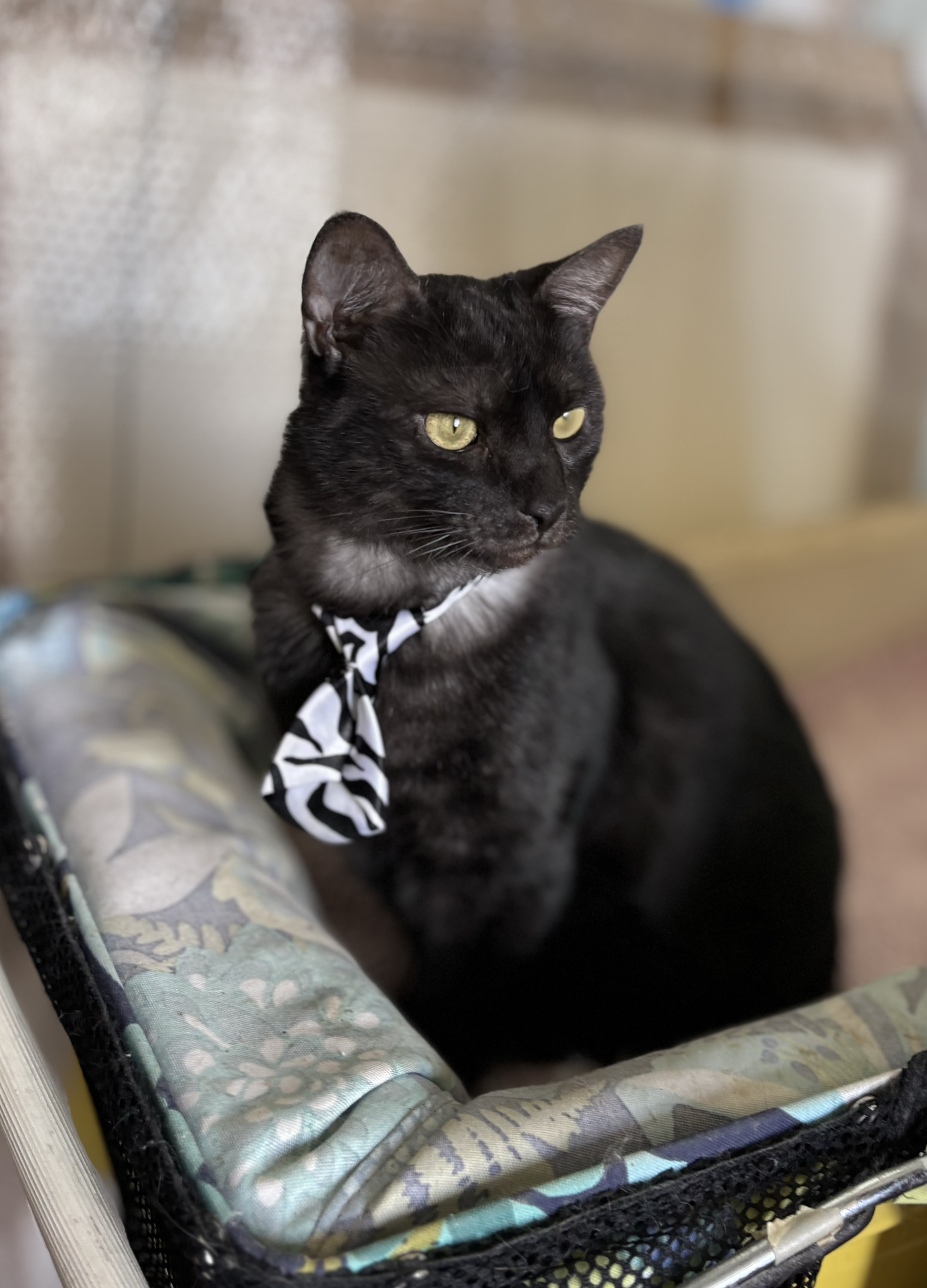 Enlarge Raven, a Adoptable Domestic Medium Hair in Orange, CA image 1/4