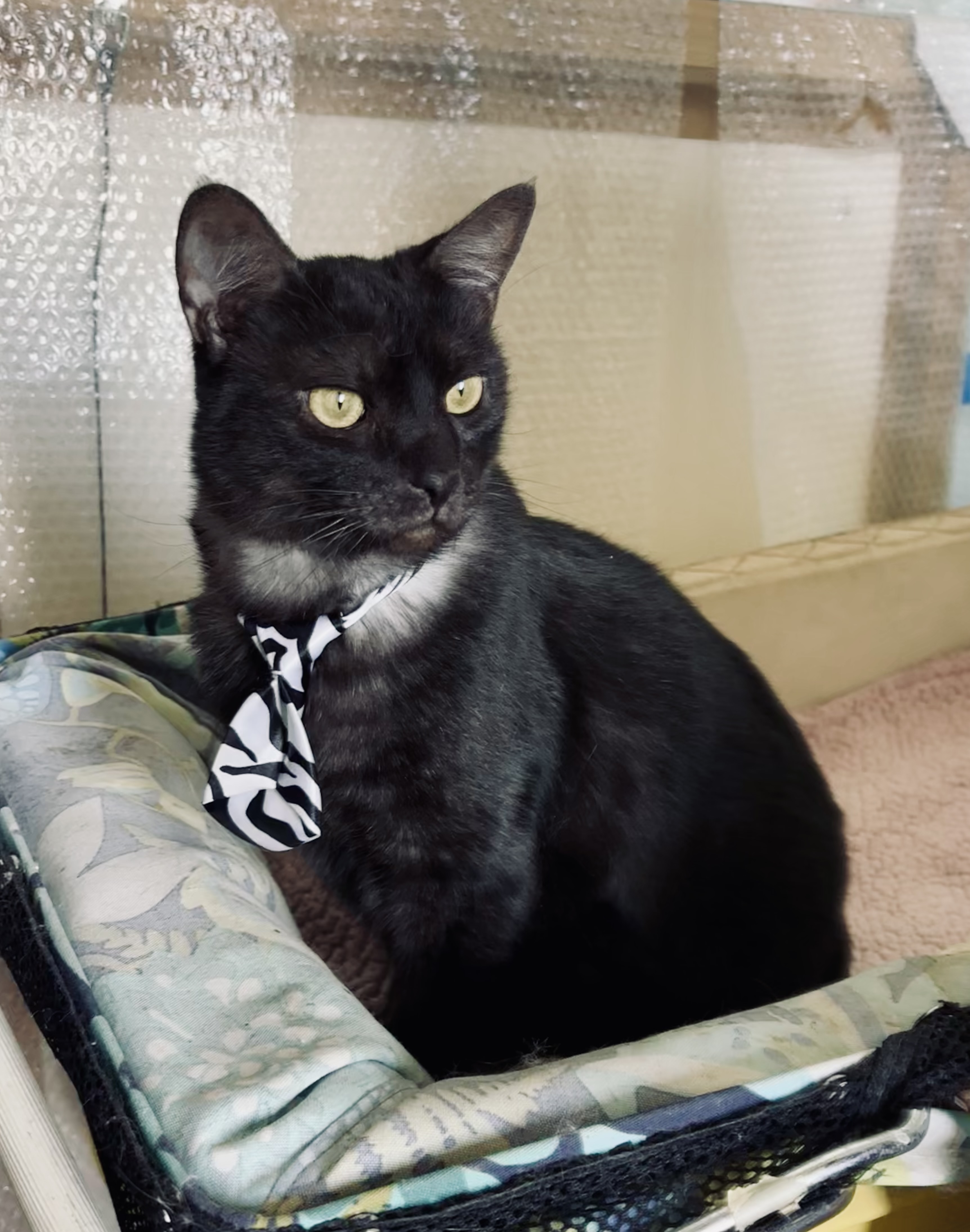 Enlarge Raven, a Adoptable Domestic Medium Hair in Orange, CA image 2/4