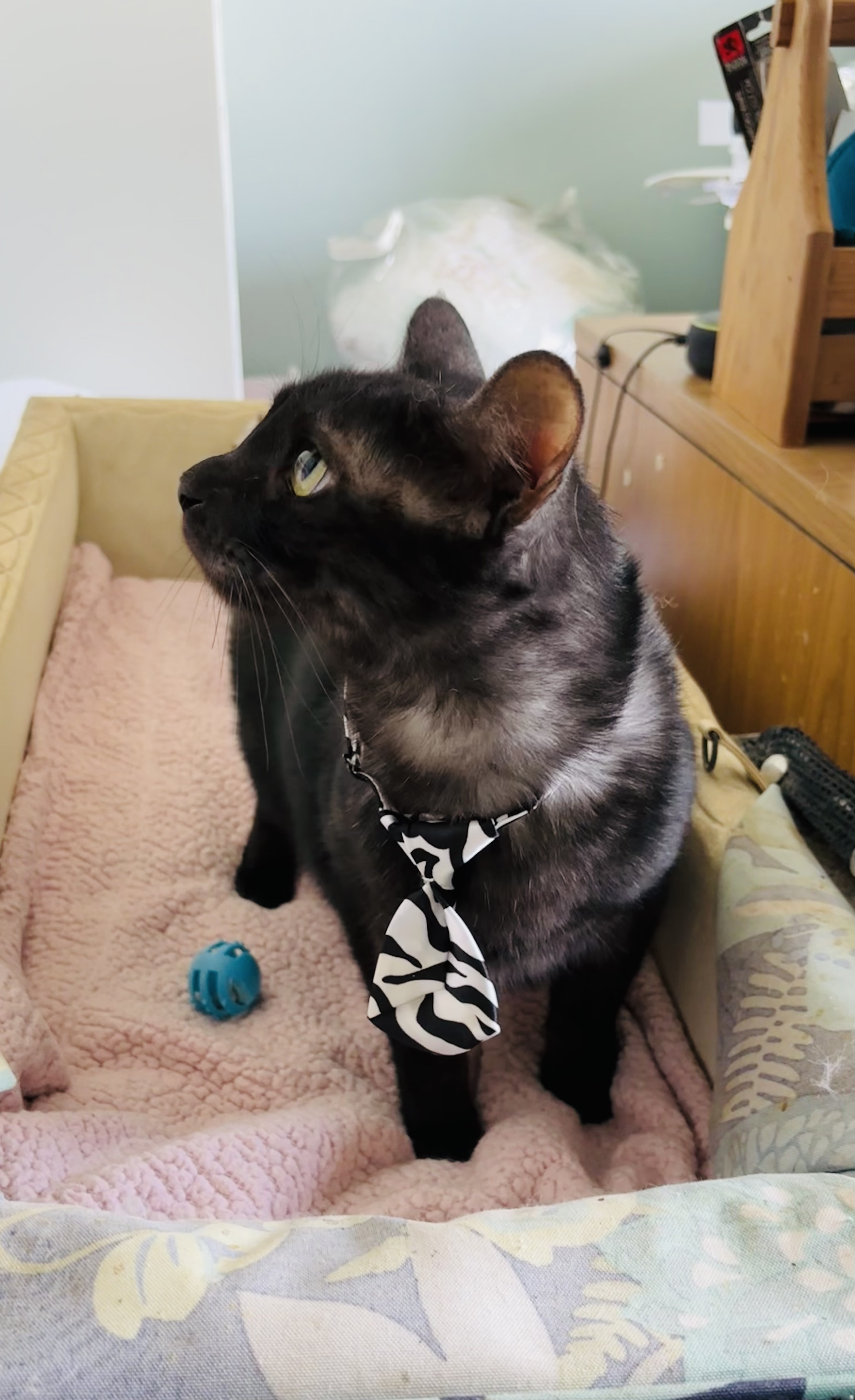 Enlarge Raven, a Adoptable Domestic Medium Hair in Orange, CA image 3/4