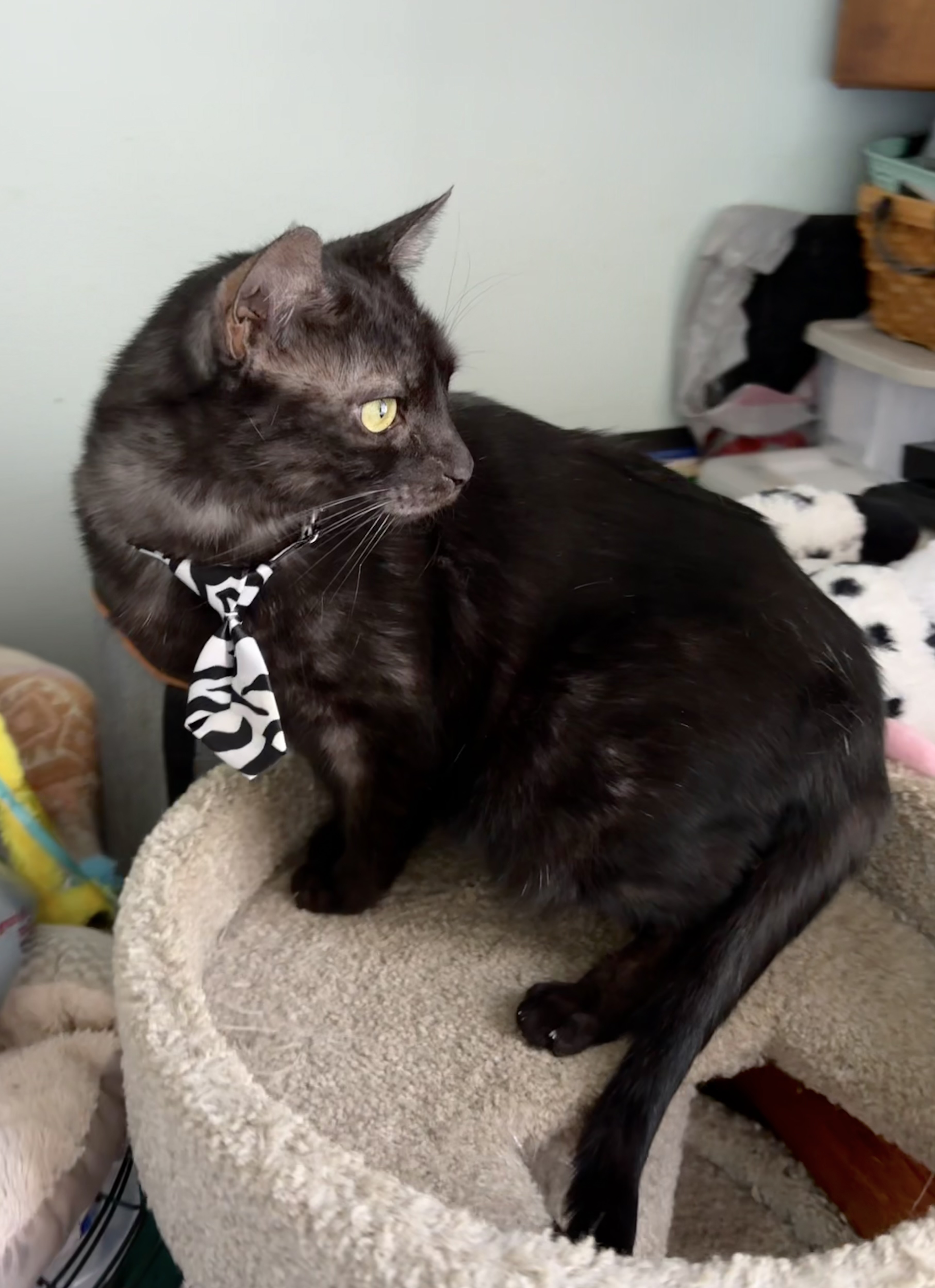 Enlarge Raven, a Adoptable Domestic Medium Hair in Orange, CA image 4/4