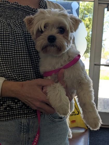 Sasha, Adoptable, Adult Female Shih Tzu & Maltese.