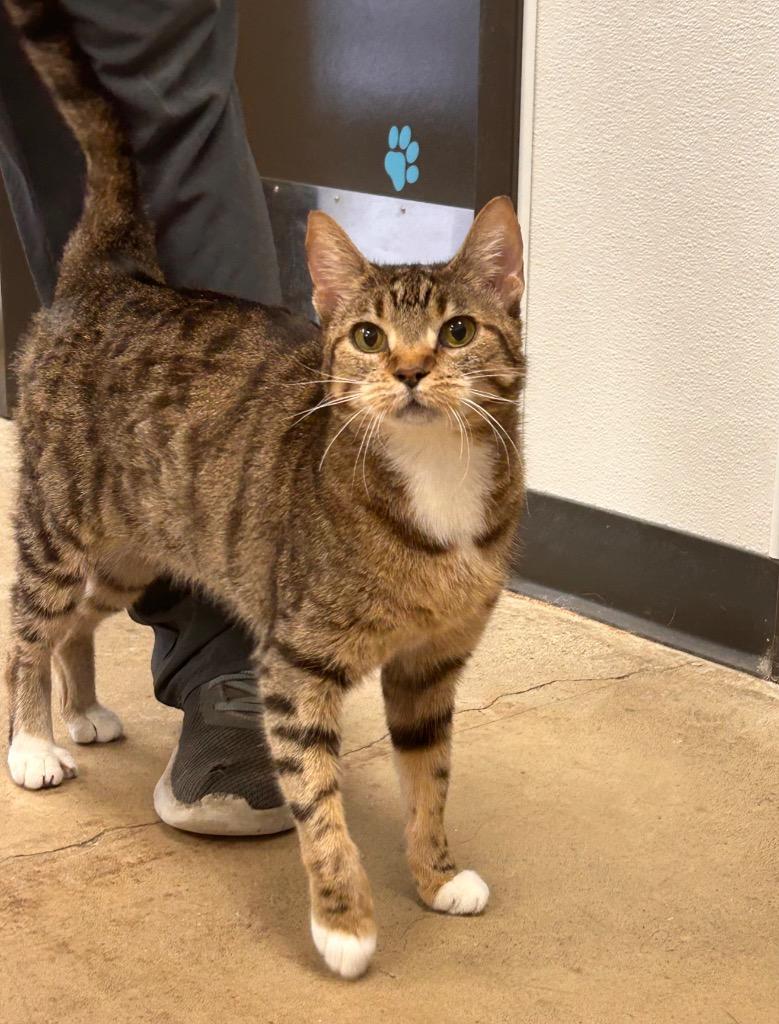 Junie, Adoptable, Adult Female Domestic Short Hair.