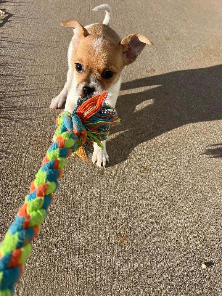 Penny, Adoptable, Puppy Female Shih Tzu & Chihuahua.