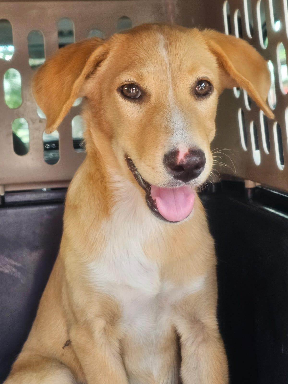 Enlarge Betsy, a ADOPTABLE mixed breed in Glen Rock, NJ image 1/3