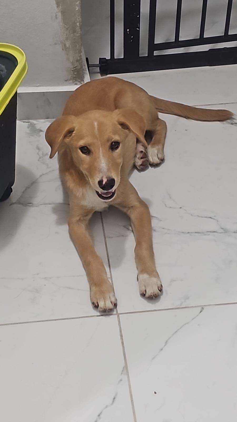 Enlarge Betsy, a ADOPTABLE mixed breed in Glen Rock, NJ image 3/3