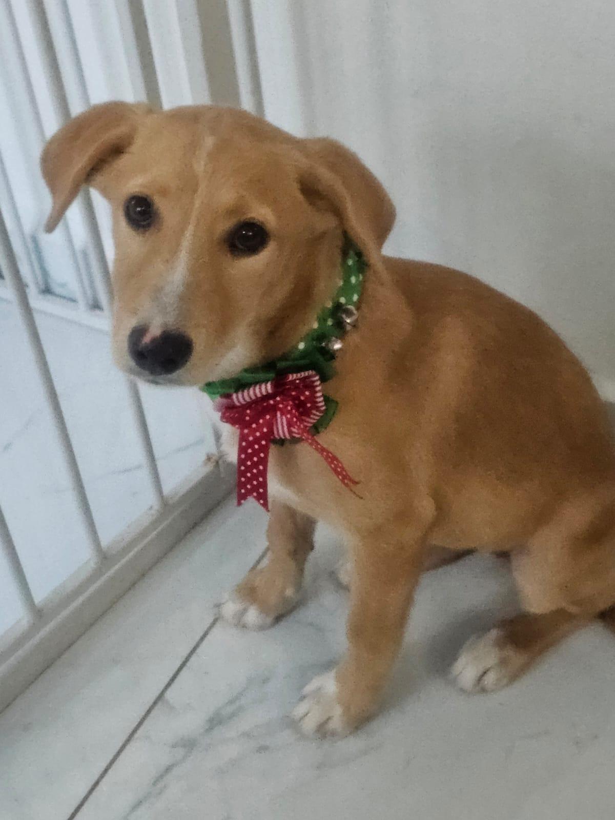 Enlarge Betsy, a ADOPTABLE mixed breed in Glen Rock, NJ image 2/3